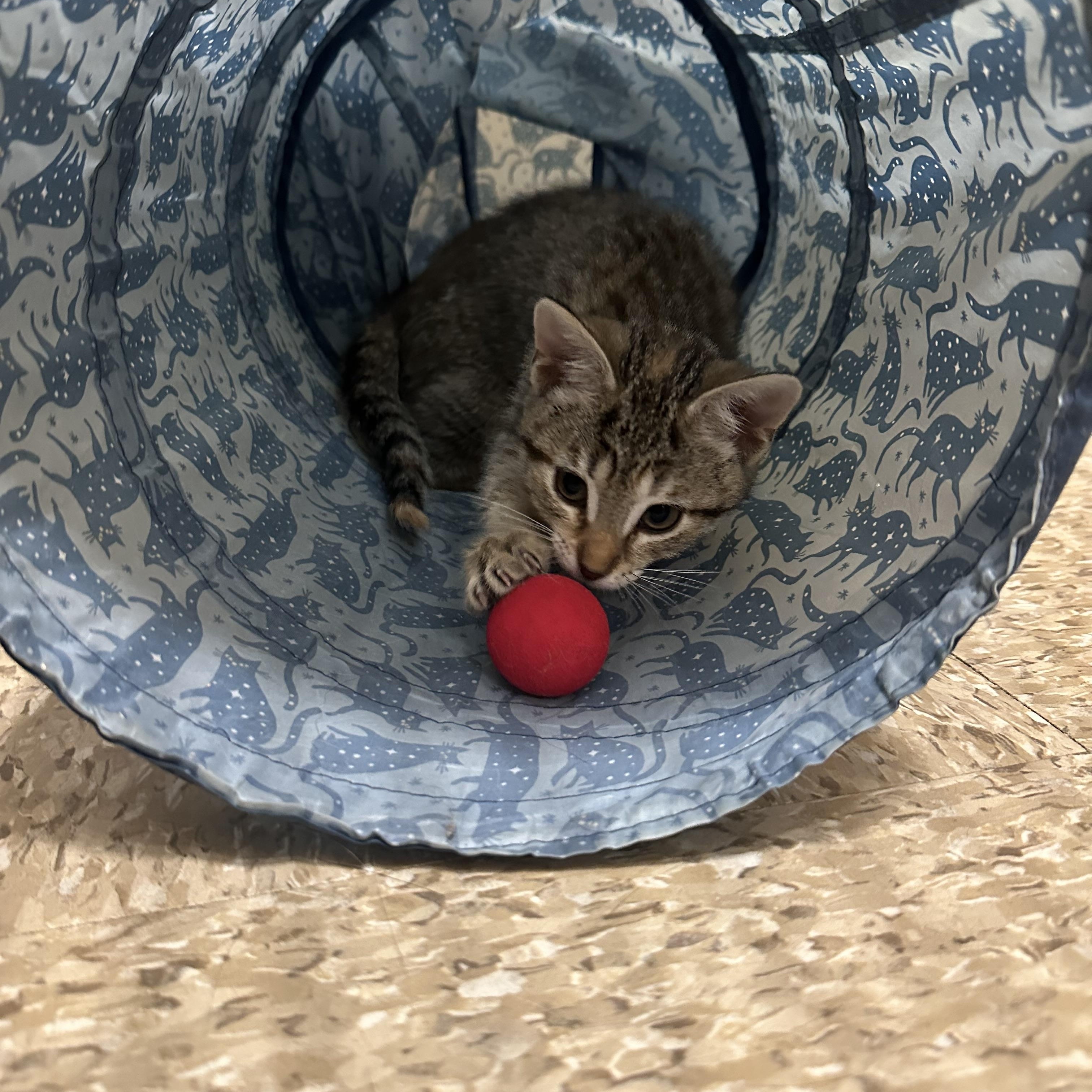 Fish Stick & French Fry