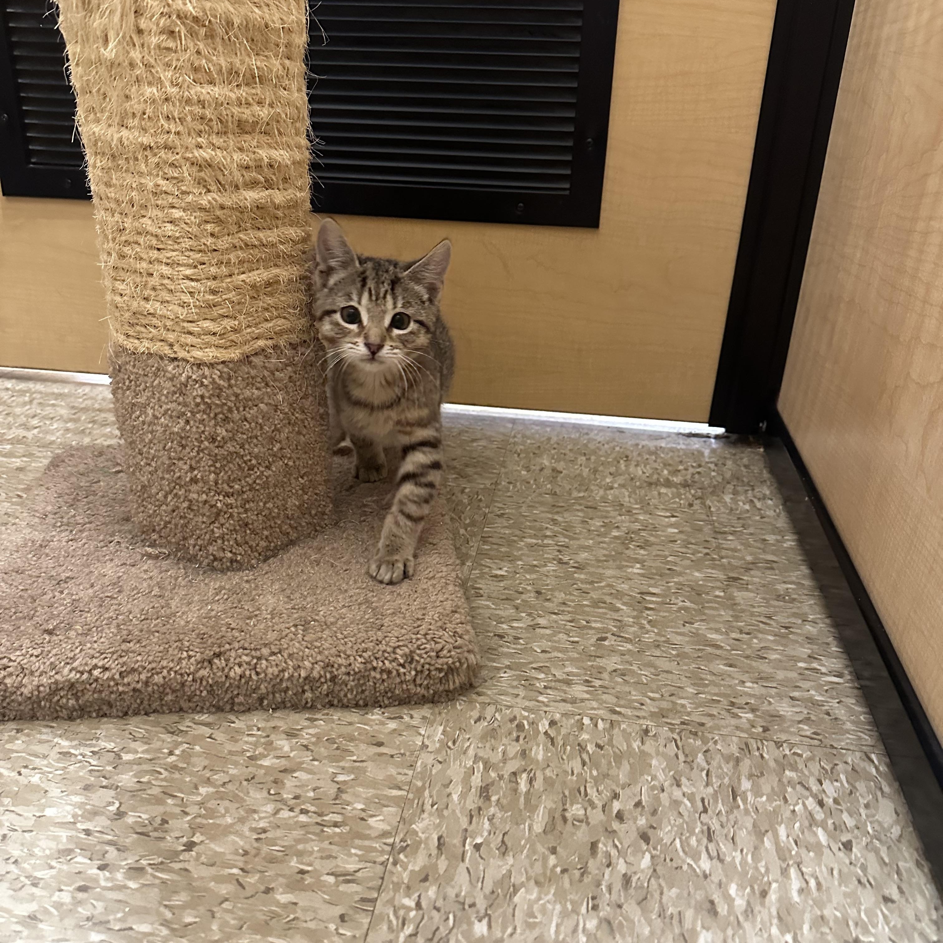 Fish Stick & French Fry