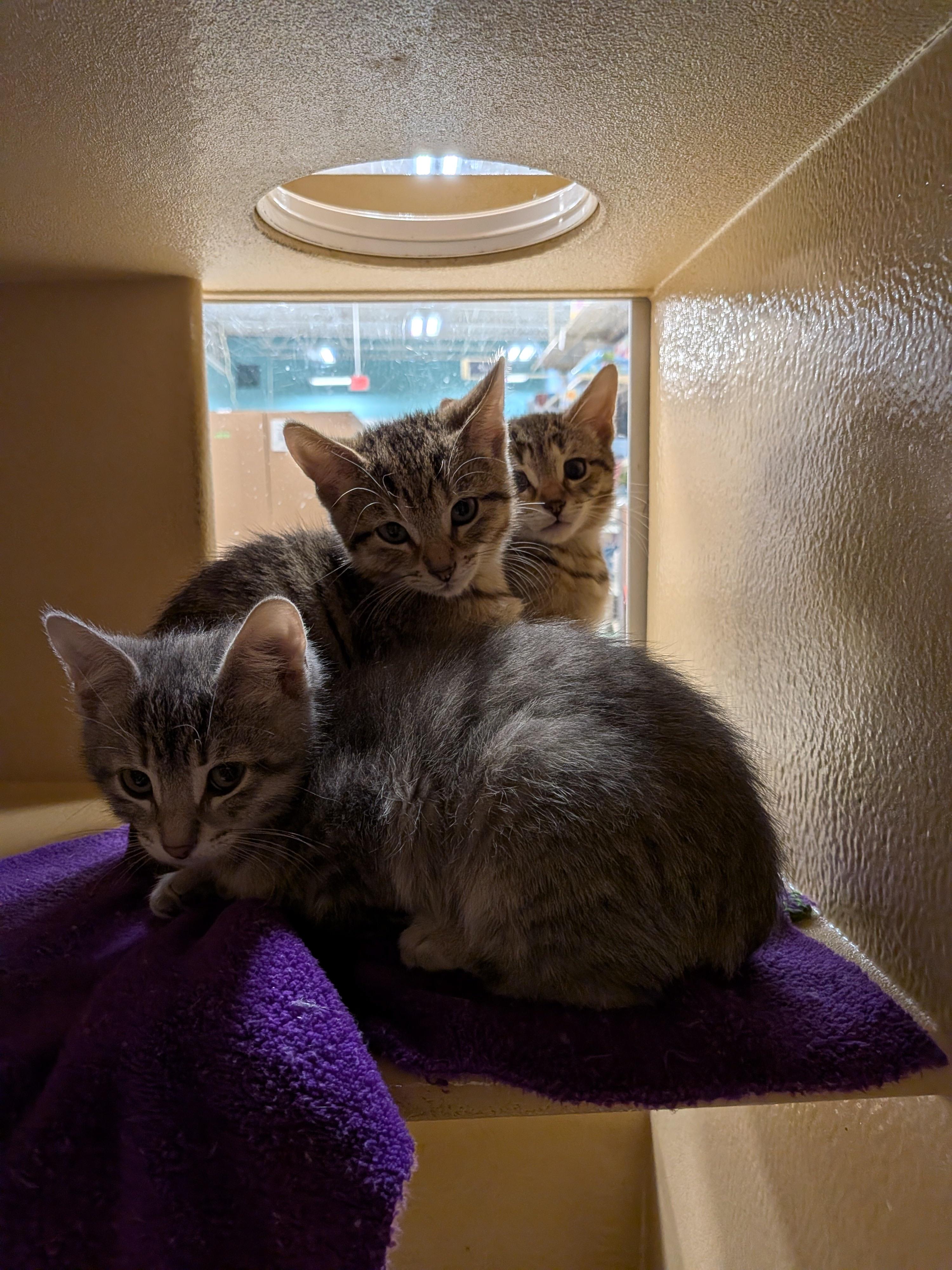 Fish Stick & French Fry