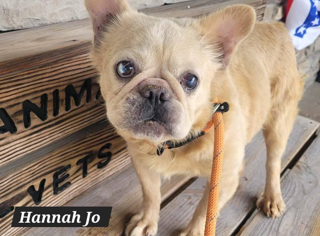 Hannah Jo, ADOPTABLE, Adult Female French Bulldog.