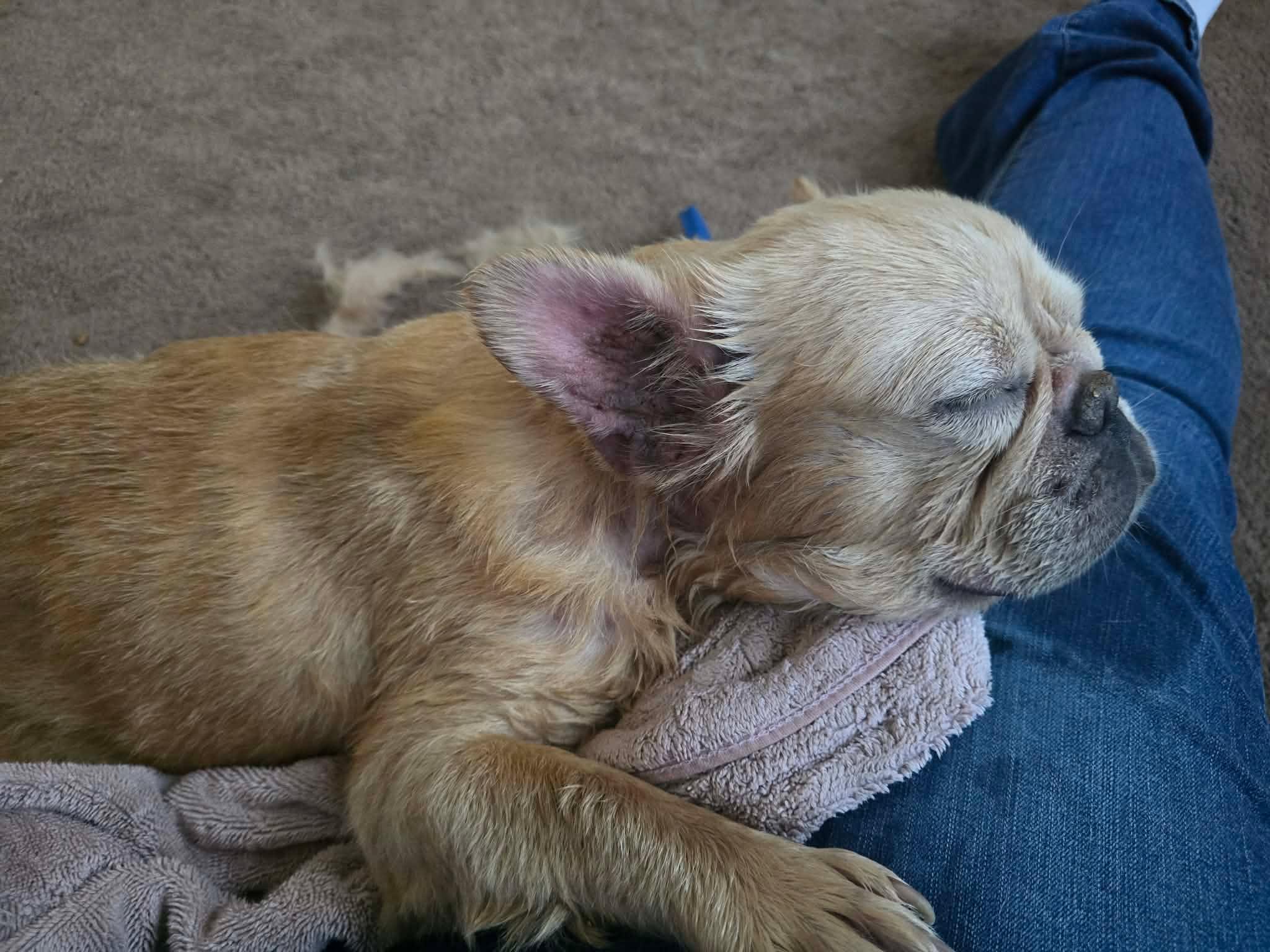 Hannah Jo, a ADOPTABLE French Bulldog in St. Clairsville, OH image 2/2