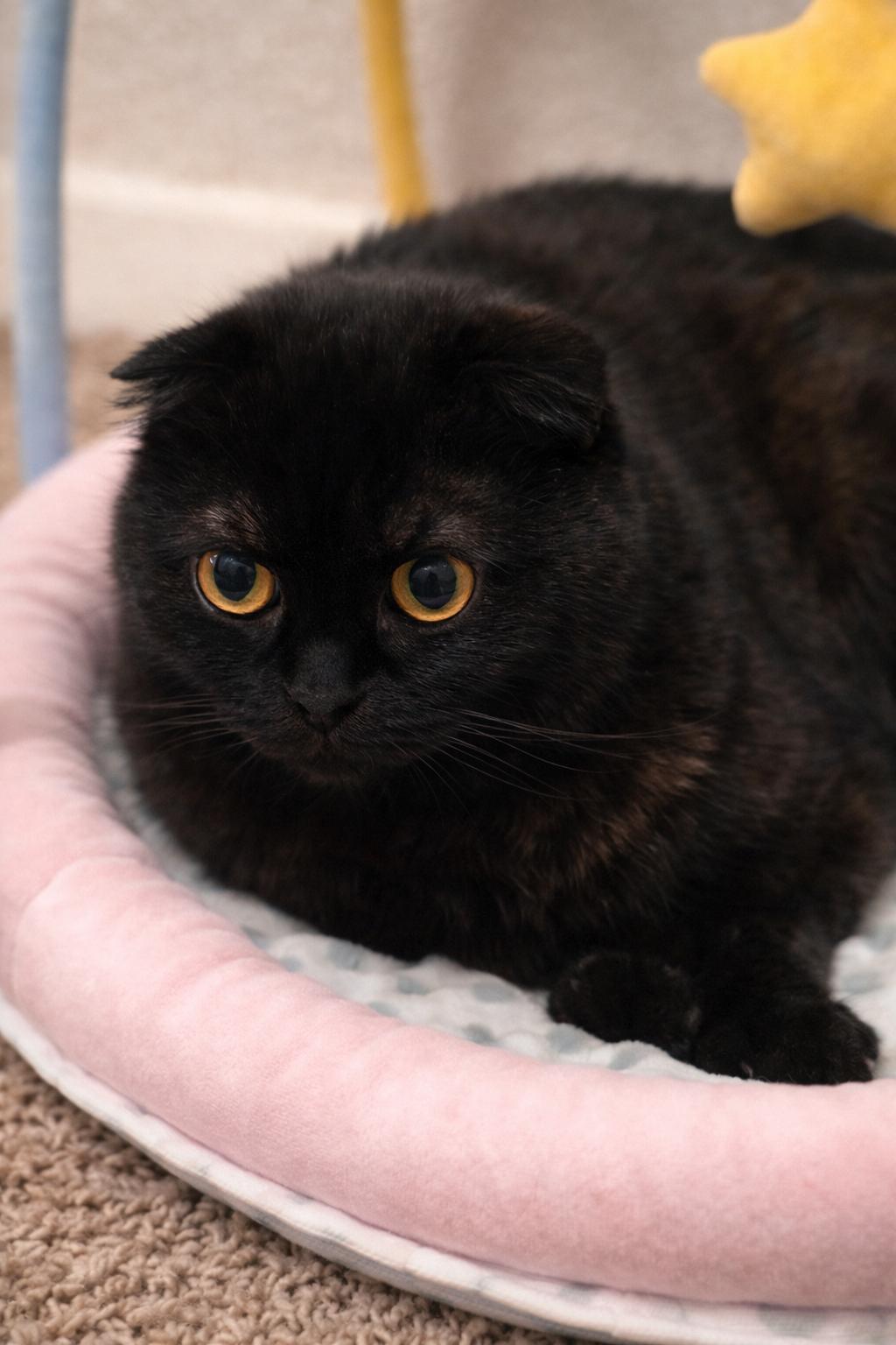Enlarge Tourmaline, a Adopted Scottish Fold in Rio Linda, CA image 1/6