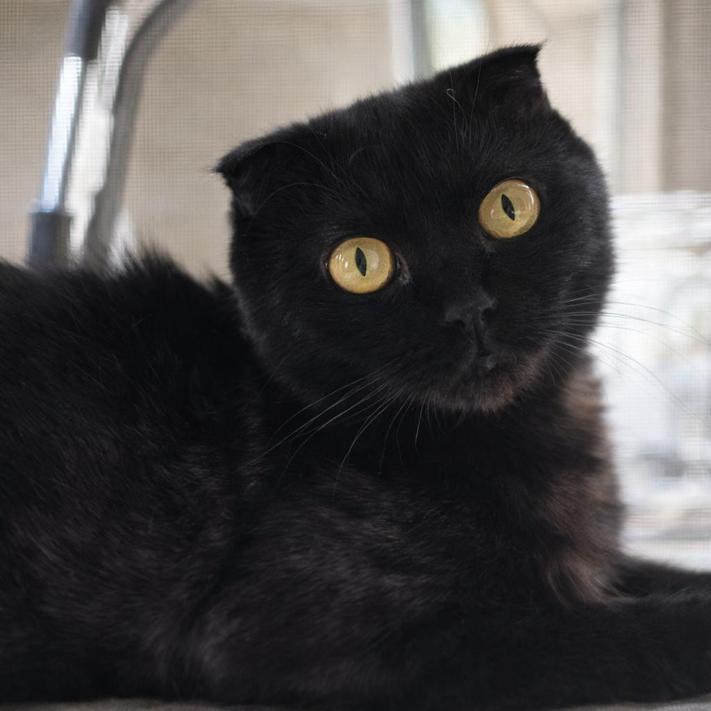 Tourmaline, Adoptable, Young Female Scottish Fold.