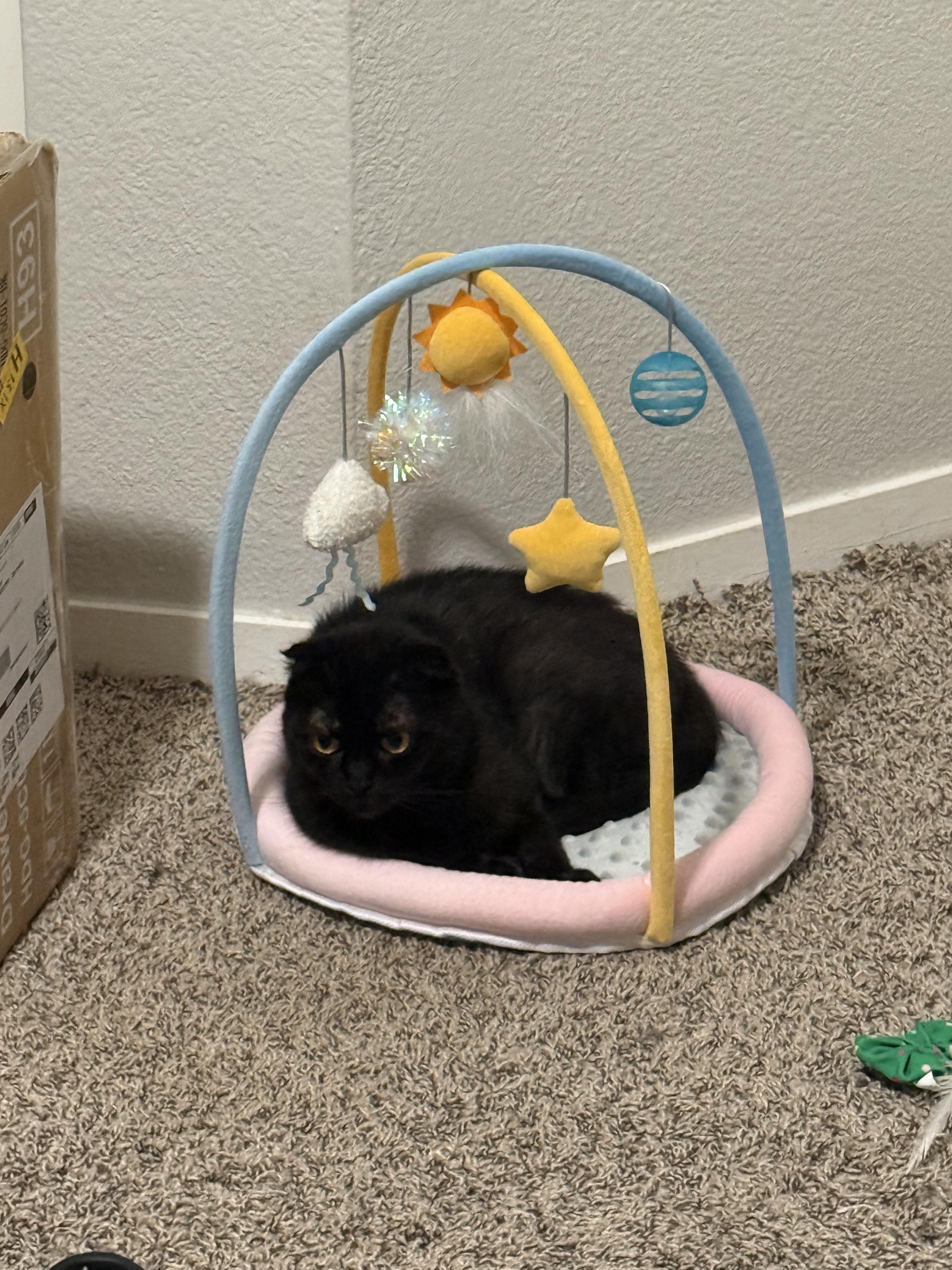 Enlarge Tourmaline, a Adopted Scottish Fold in Rio Linda, CA image 2/6