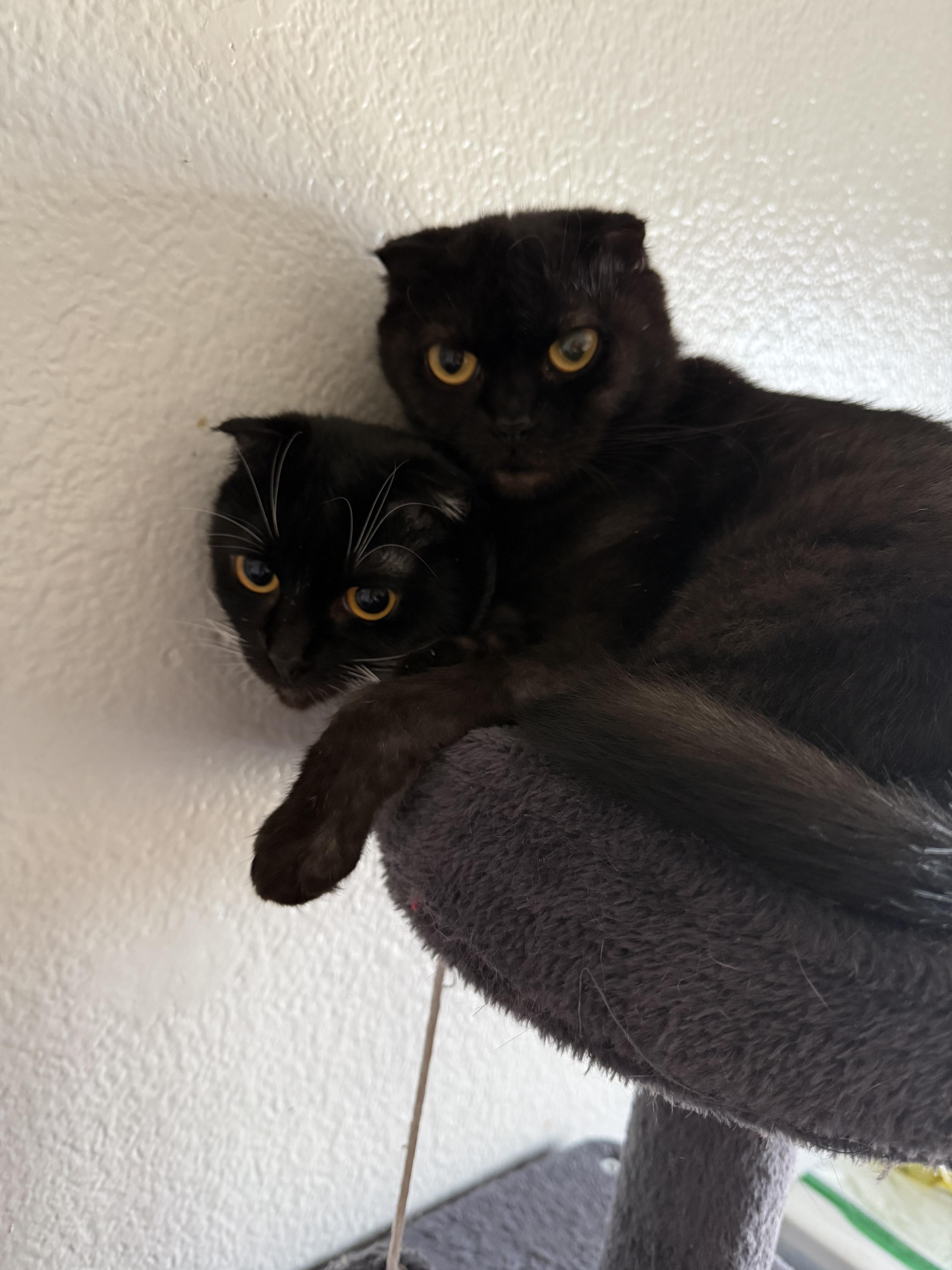 Enlarge Tourmaline, a Adopted Scottish Fold in Rio Linda, CA image 6/6