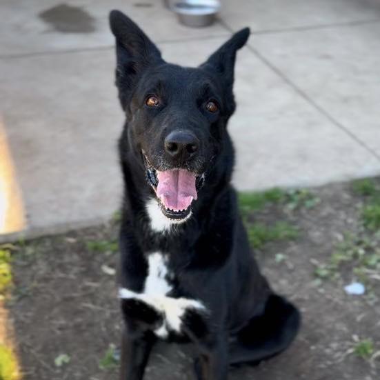 RAVEN, Adoptable, Adult Female German Shepherd Dog & Mixed Breed.