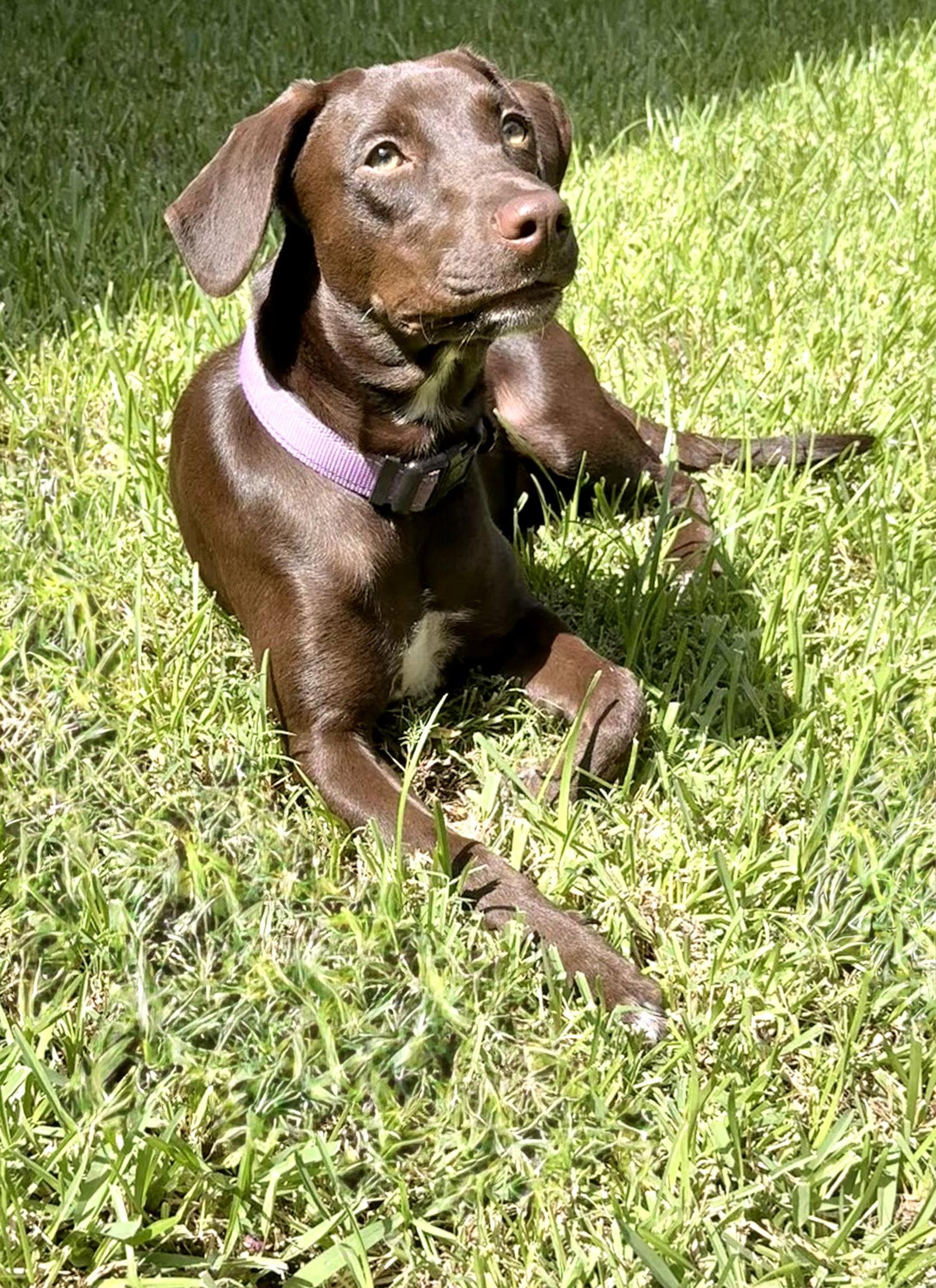 Savannah, Adoptable, Young Female Labrador Retriever & German Shorthaired Pointer.