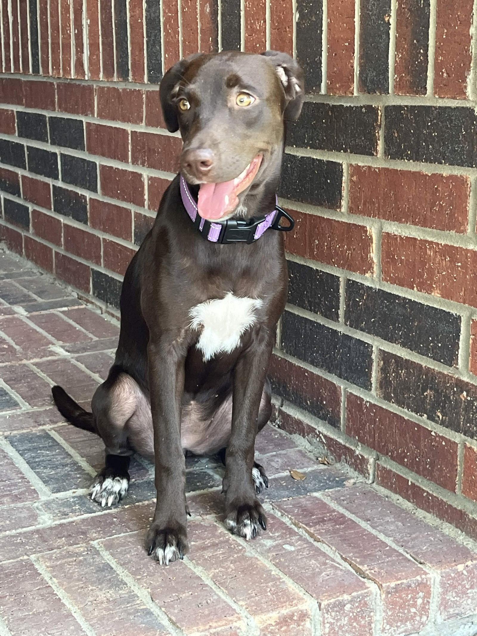 Enlarge Savannah, a Adoptable mixed breed in Fort Worth, TX image 3/3