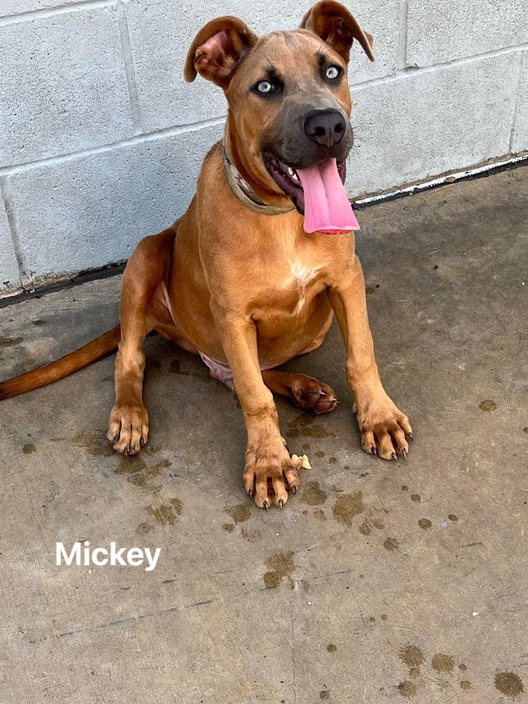 Mickey, Adoptable, Adult Male Labrador Retriever.