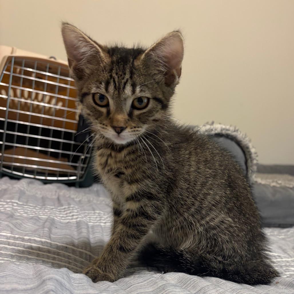 Phil, Adoptable, Kitten Male Domestic Short Hair.