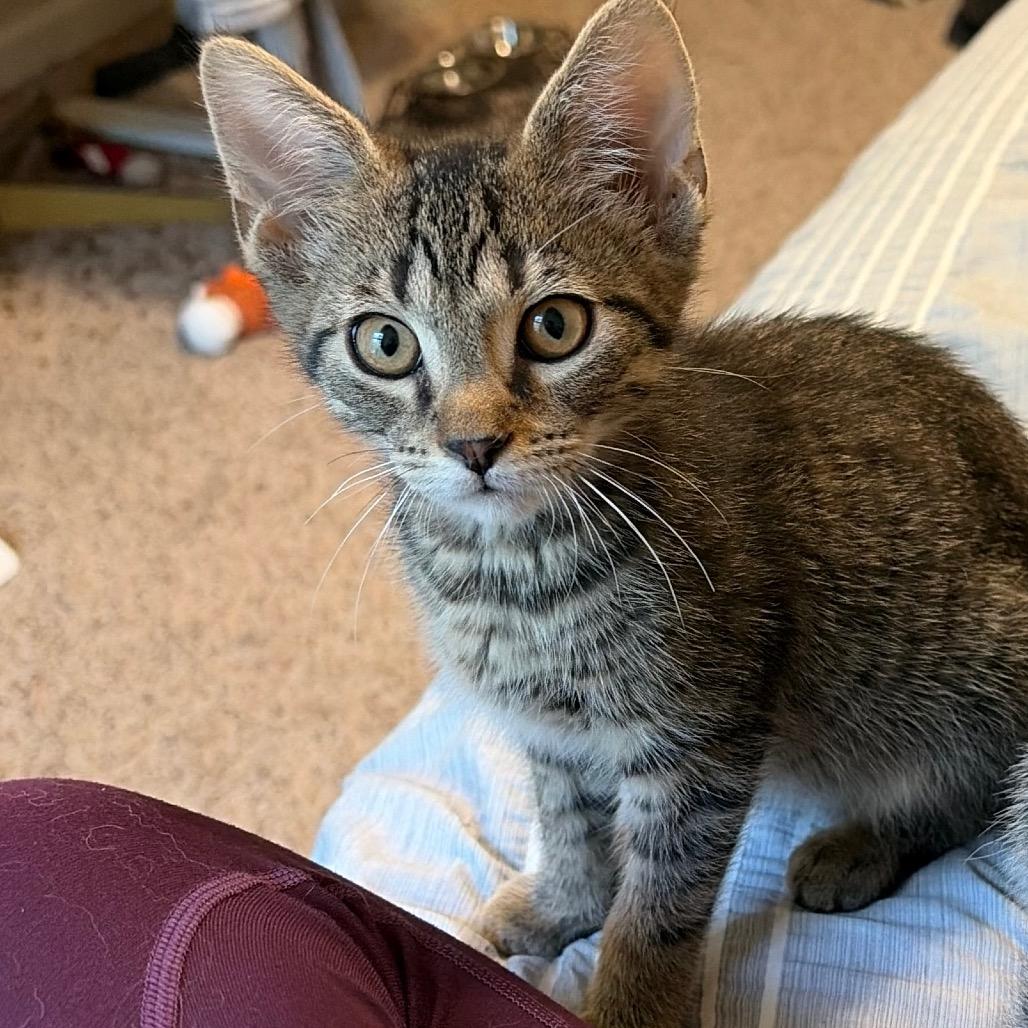 Enlarge Phil, a Adoptable Domestic Short Hair in Georgetown, KY image 2/4