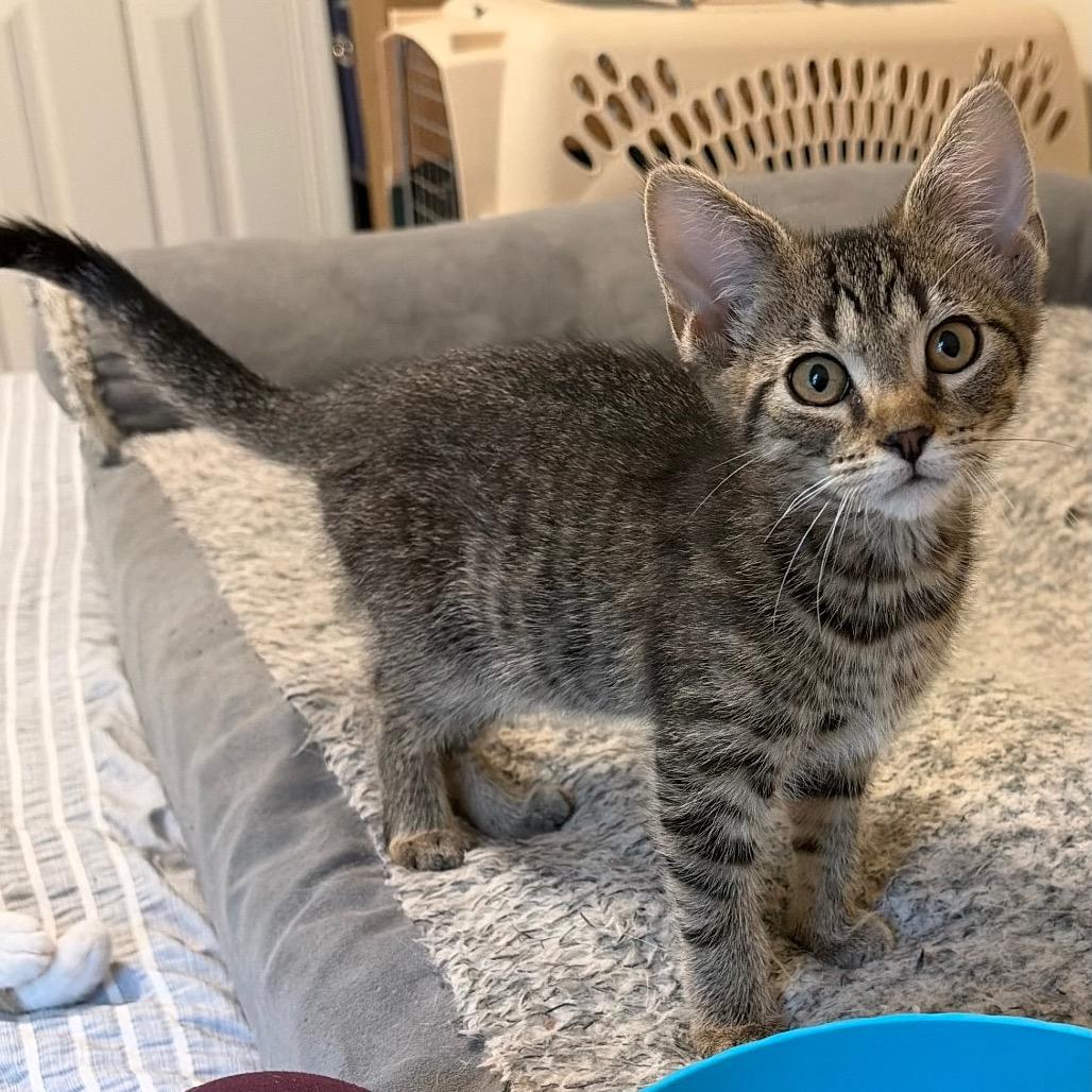 Enlarge Phil, a Adoptable Domestic Short Hair in Georgetown, KY image 4/4
