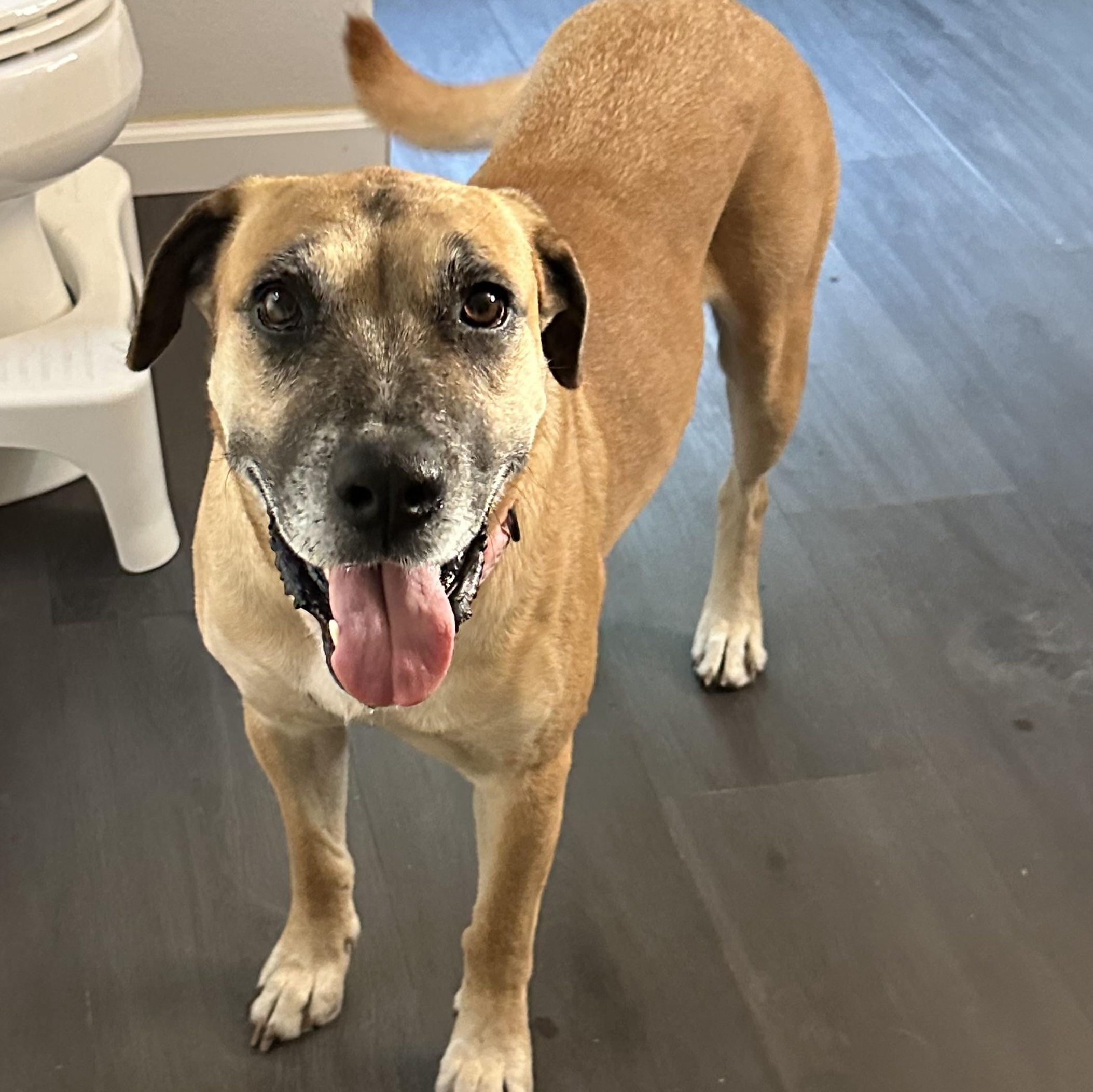 Enlarge Cookie Crumb, a Adoptable mixed breed in Scarsdale, NY image 2/3