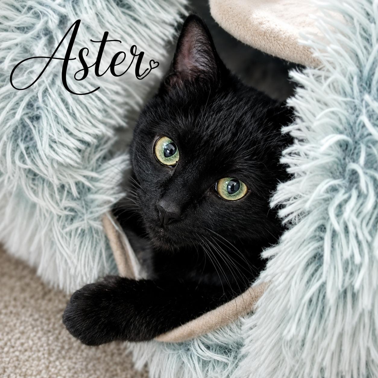 Aster, ADOPTABLE, Young Female Domestic Short Hair.