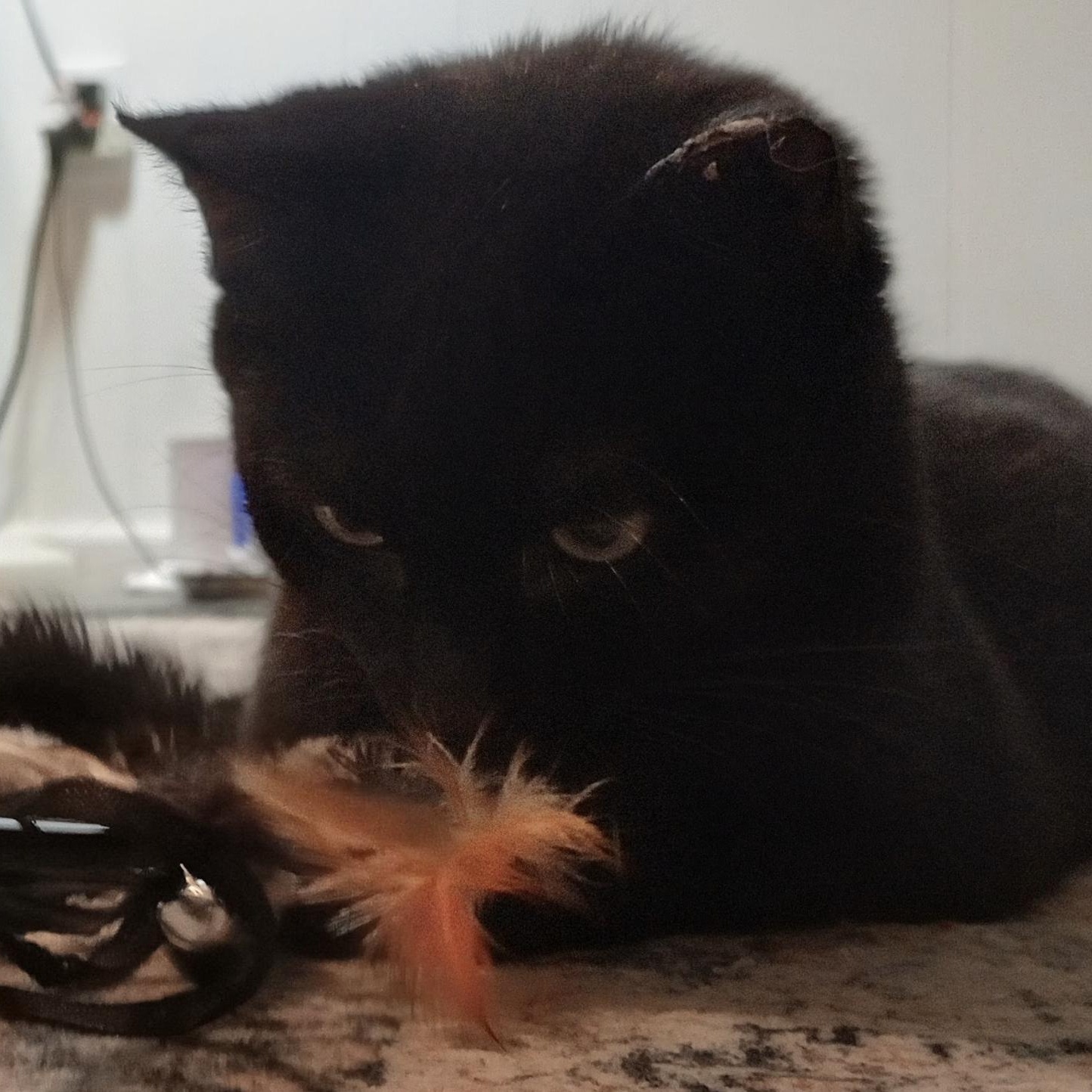 Enlarge Aster, a ADOPTABLE Domestic Short Hair in Roanoke, VA image 2/2