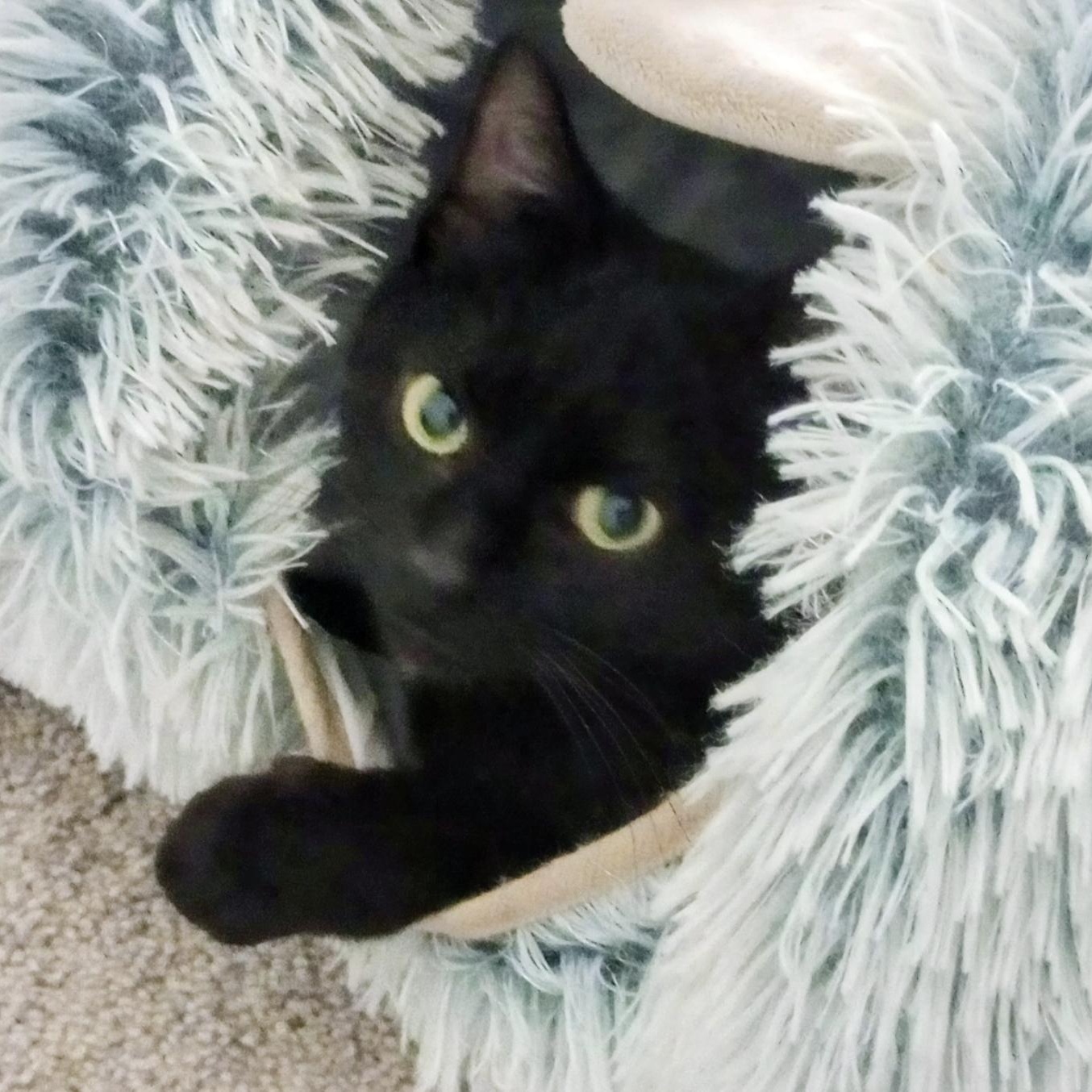 Aster, ADOPTABLE, Young Female Domestic Short Hair.