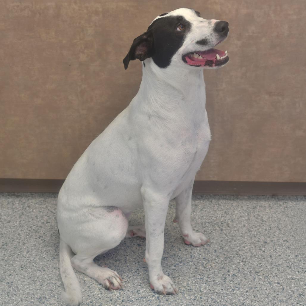 Enlarge Chili, a Adoptable mixed breed in Ottawa, KS image 1/3