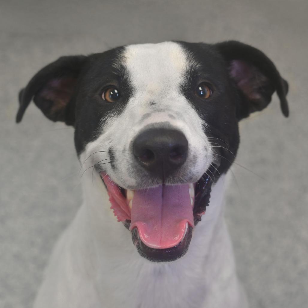 Enlarge Chili, a Adoptable mixed breed in Ottawa, KS image 2/3