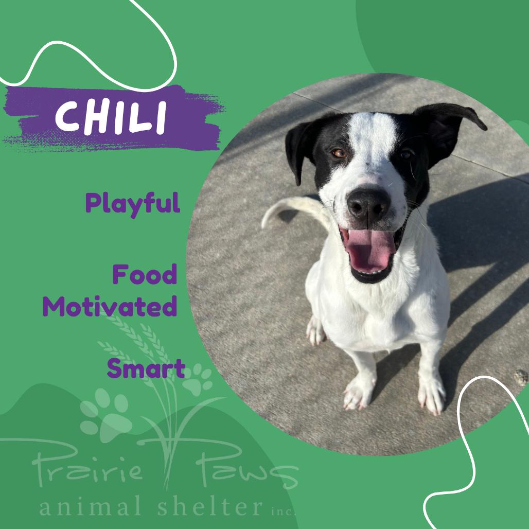 Enlarge Chili, a Adoptable mixed breed in Ottawa, KS image 3/3