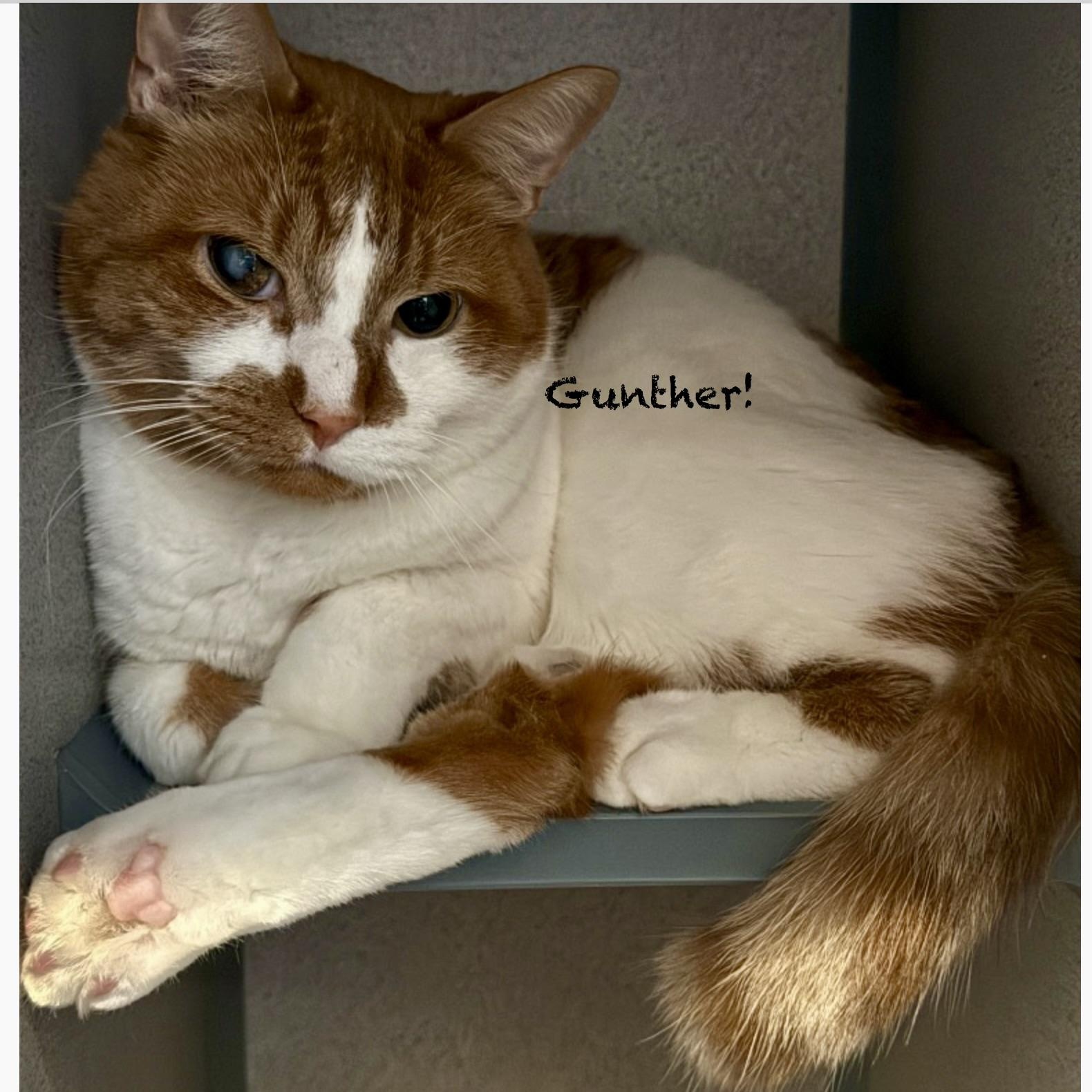 Gunther, adopted, Adult Female Domestic Short Hair.