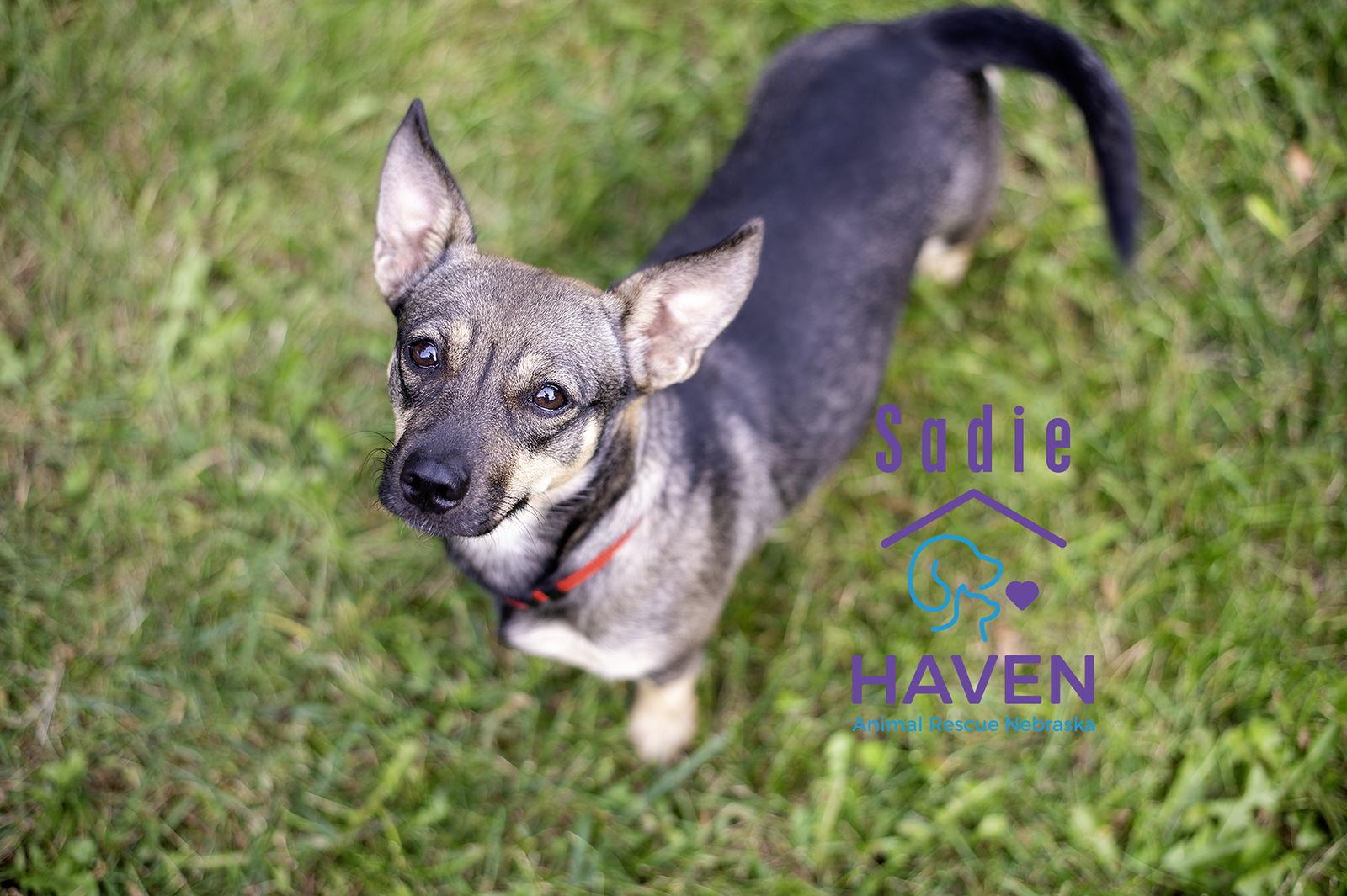 Sadie, Adoptable, Adult Female Dachshund & Terrier.