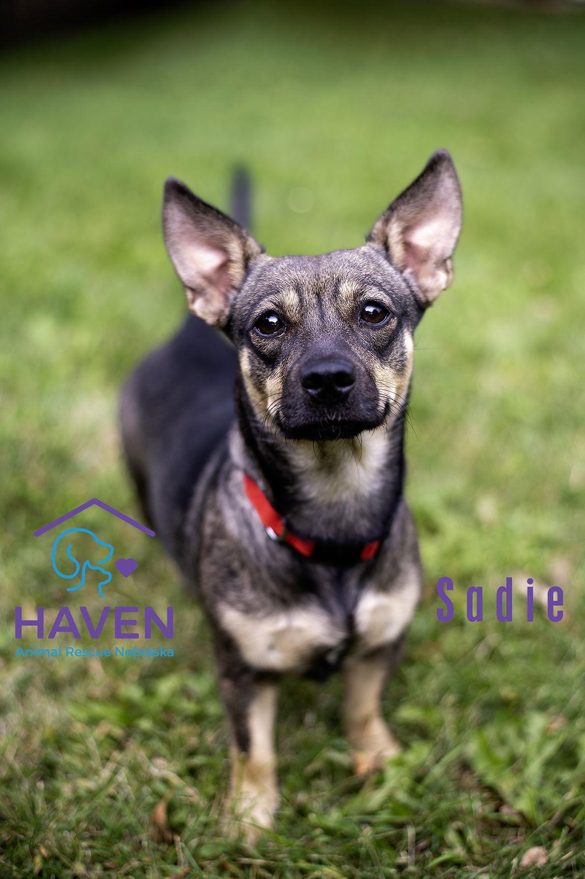Sadie, a Adoptable mixed breed in Omaha, NE image 3/3