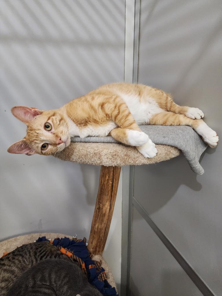 Nathan, Adoptable, Kitten Male Domestic Short Hair.