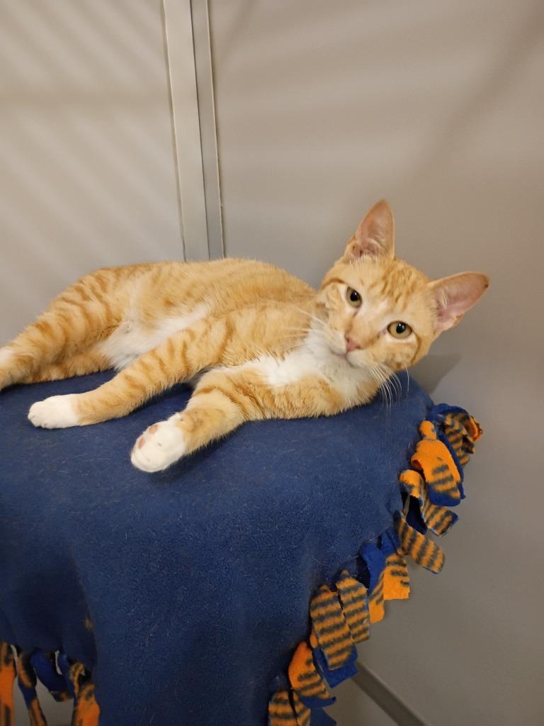 Enlarge Nathan, a Adopted mixed breed in Rockford, IL image 3/5