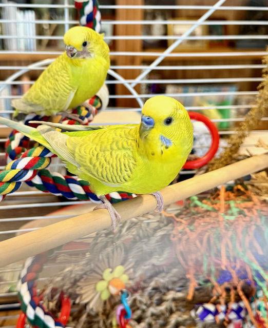 Max & Ruby, a Adoptable Budgie / Budgerigar in Belford, NJ image 1/3