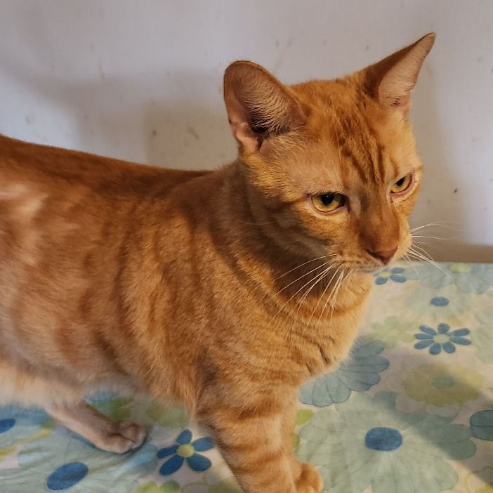 Archie and Sammy, a Adoptable Domestic Short Hair in New Port Richey, FL image 5/6