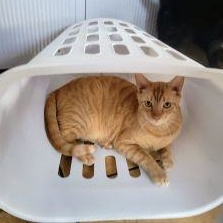 Archie and Sammy, a Adoptable Domestic Short Hair in New Port Richey, FL image 6/6