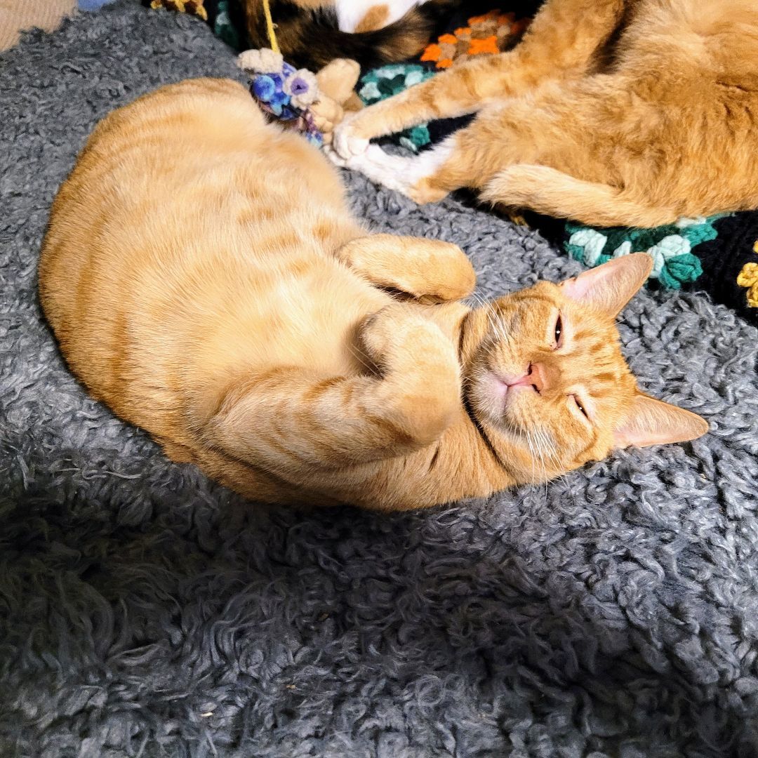 Archie and Sammy, a Adoptable Domestic Short Hair in New Port Richey, FL image 2/6