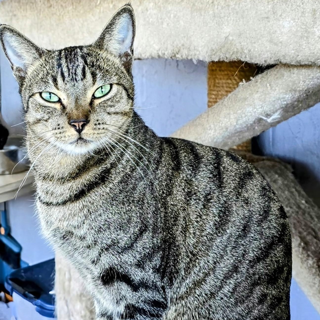 Archie and Sammy, a Adoptable Domestic Short Hair in New Port Richey, FL image 3/6