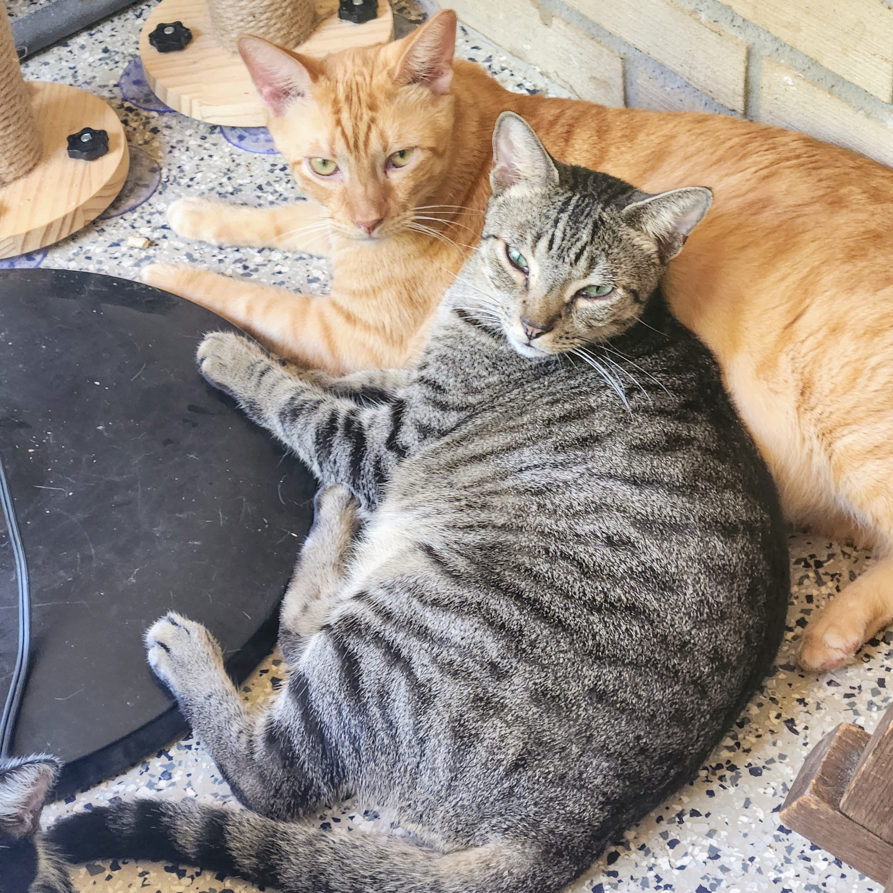Archie and Sammy, a Adoptable Domestic Short Hair in New Port Richey, FL image 4/6