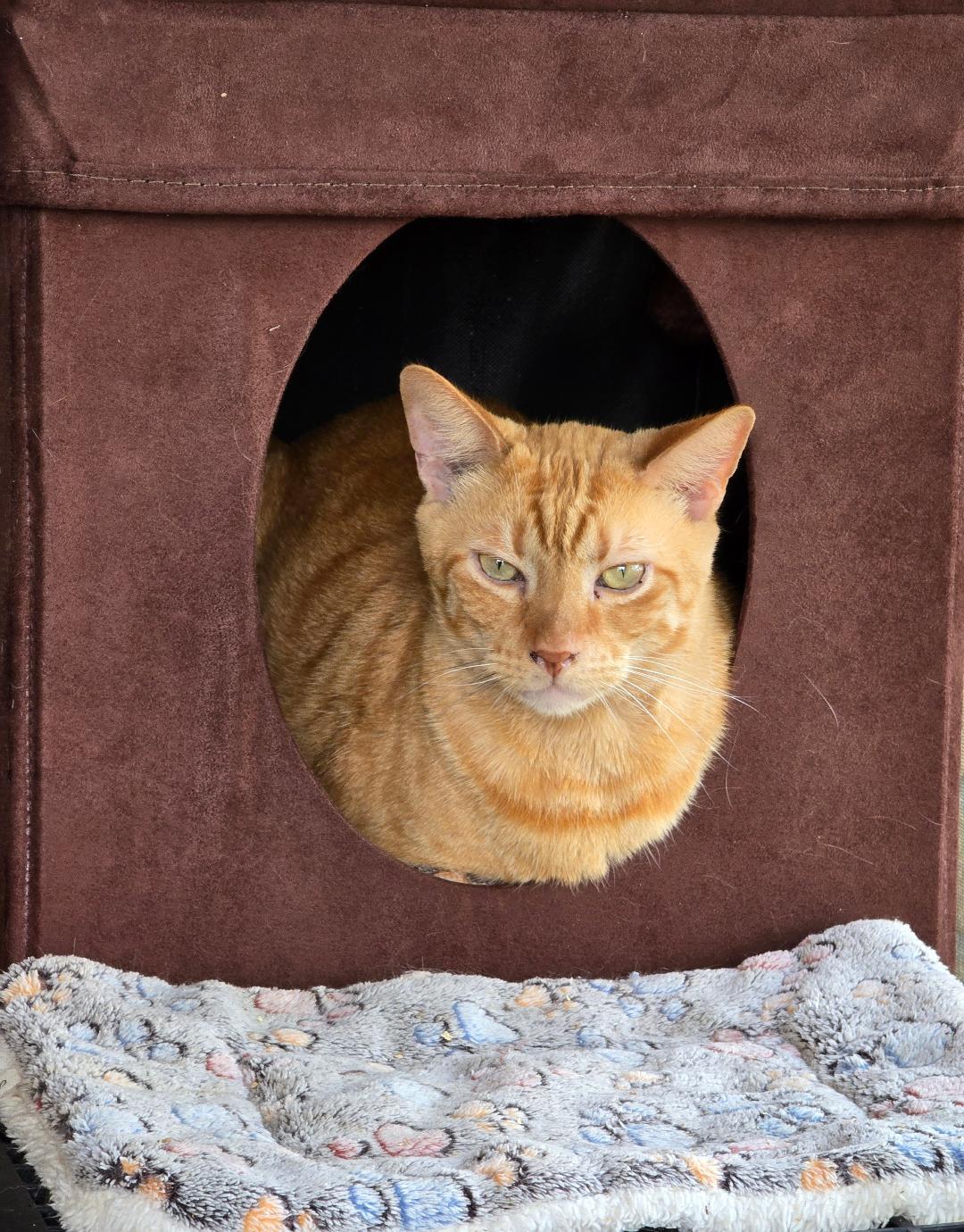 Enlarge Archie and Sammy, a Adoptable Domestic Short Hair in New Port Richey, FL image 6/6