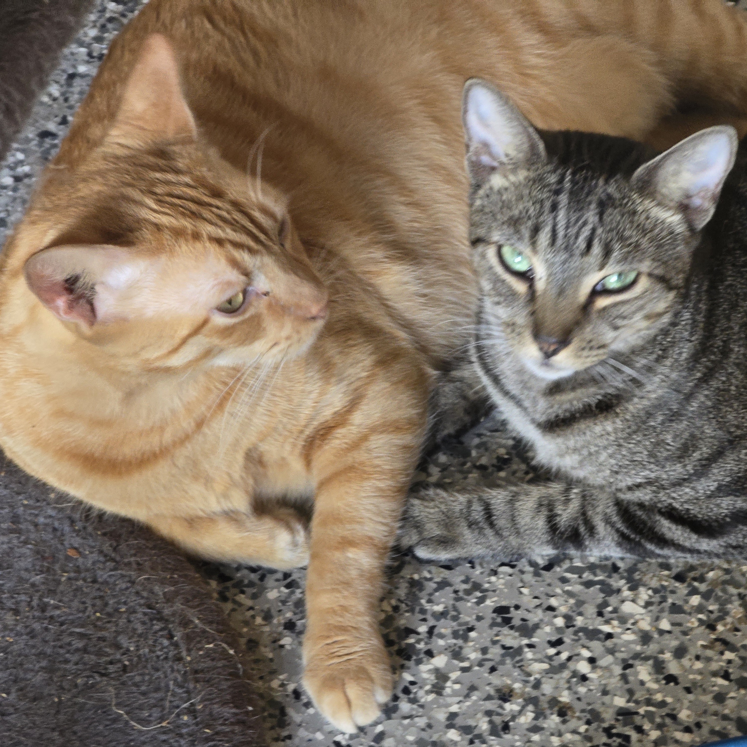 Archie and Sammy, Adult Male Tabby
