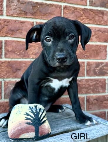 Enlarge Robin, a Adoptable mixed breed in Chesterfield, MI image 2/2