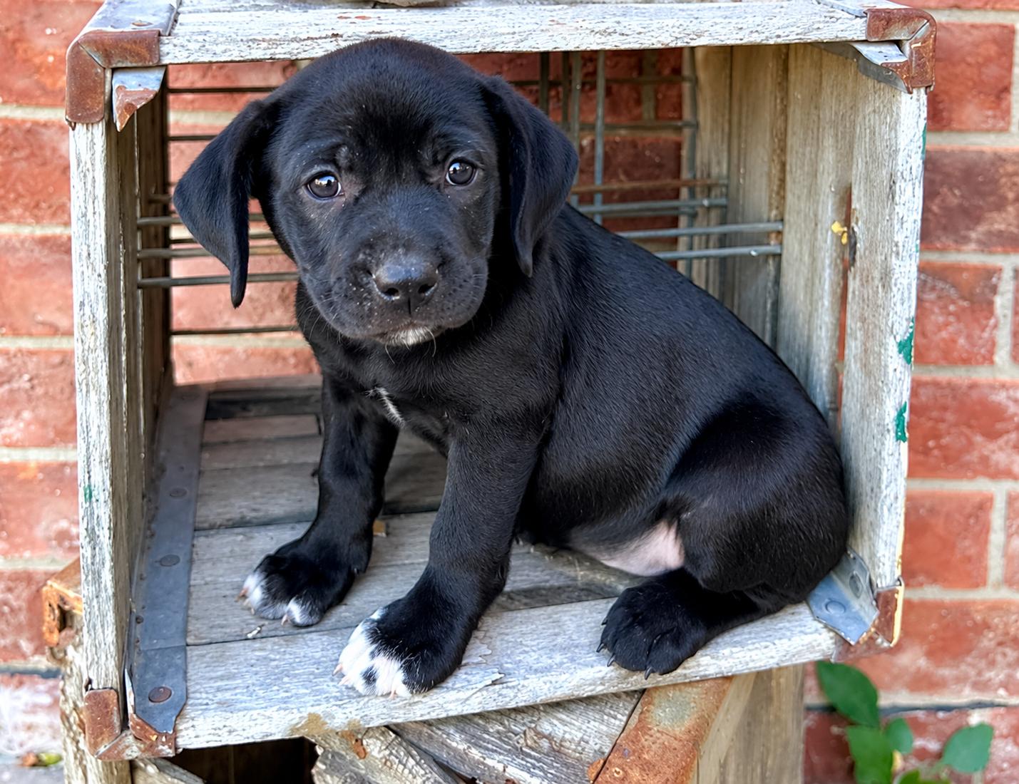 Robin, Adoptable, Puppy Female Boston Terrier.