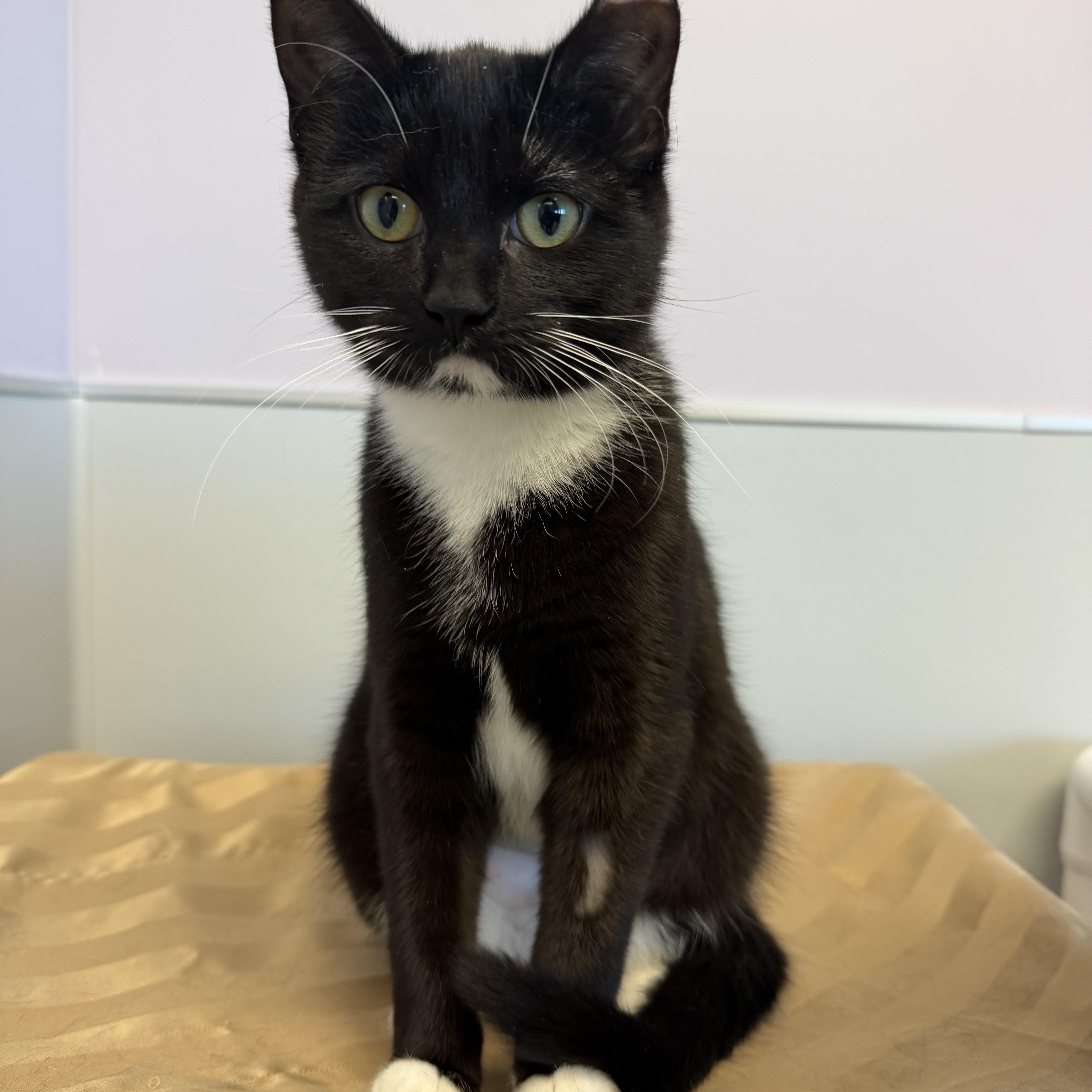 Amelia, a ADOPTABLE Domestic Short Hair in Cooperstown, NY image 2/3