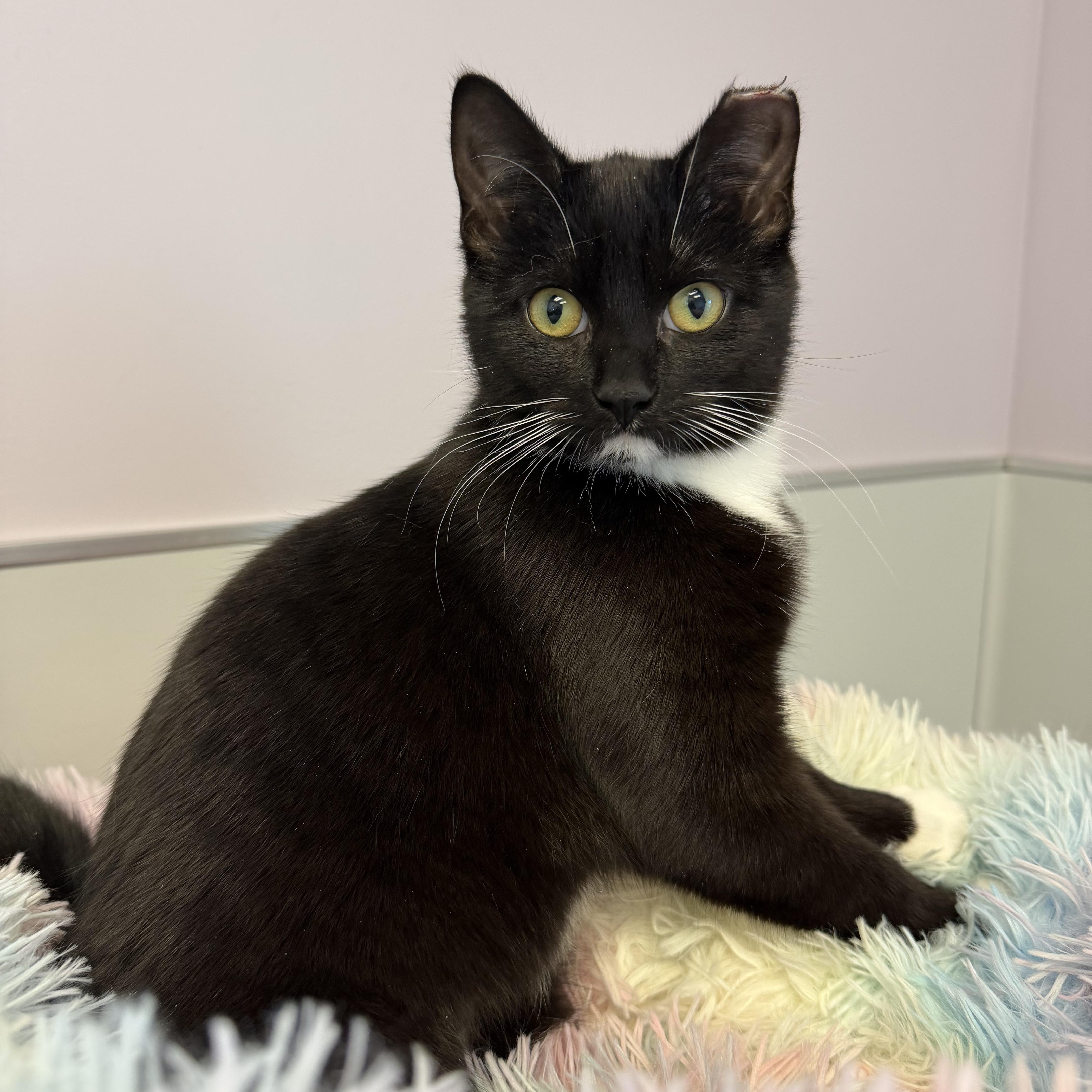 Amelia, a ADOPTABLE Domestic Short Hair in Cooperstown, NY image 1/3