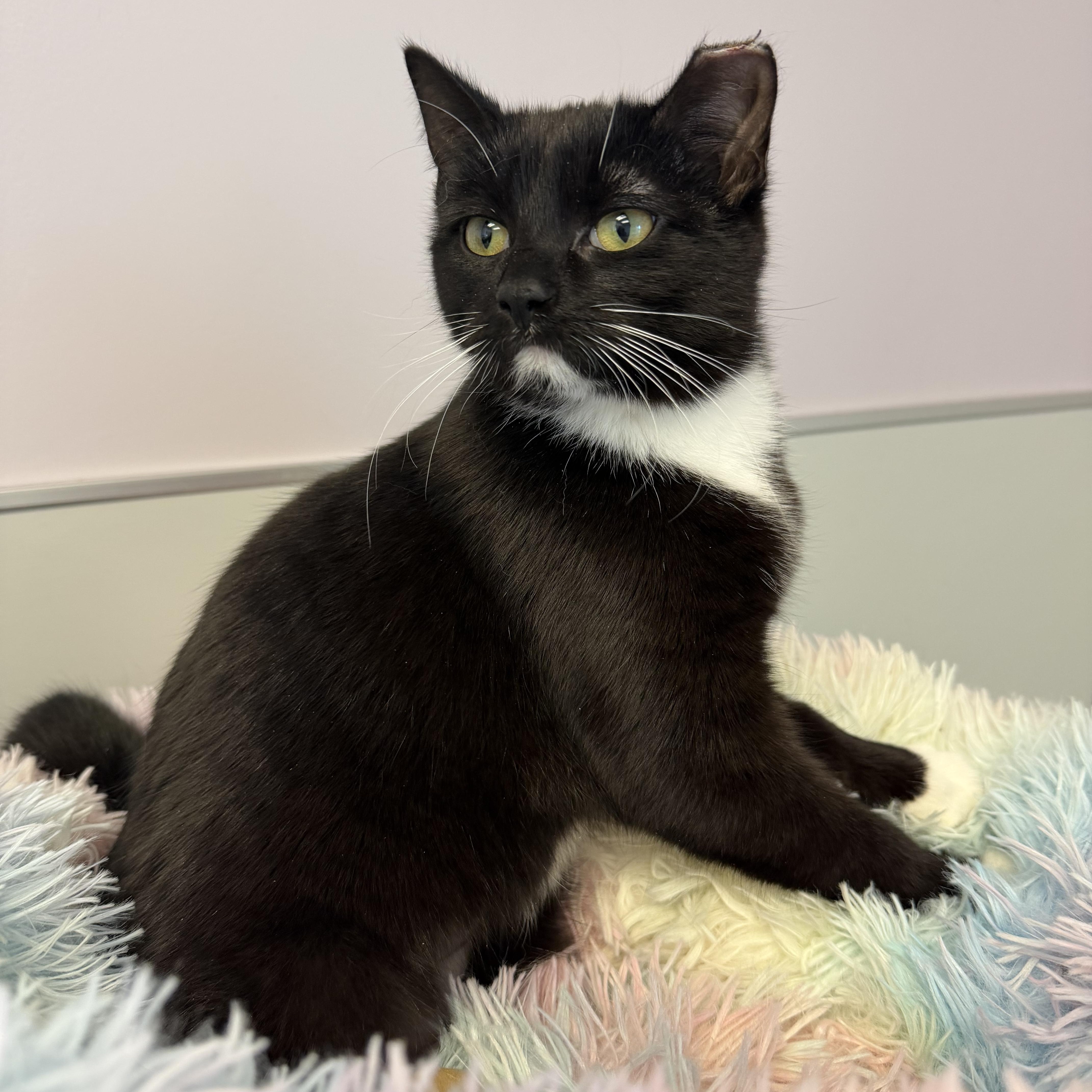 Amelia, a ADOPTABLE Domestic Short Hair in Cooperstown, NY image 3/3