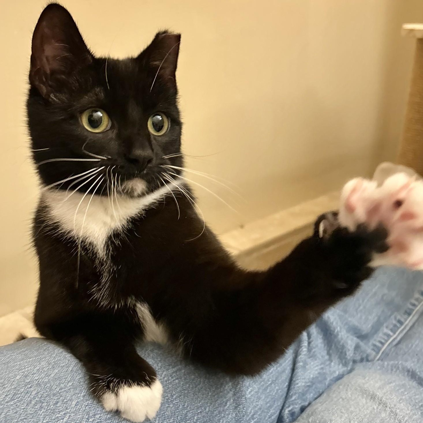 Amelia, a ADOPTABLE Domestic Short Hair in Cooperstown, NY image 1/5