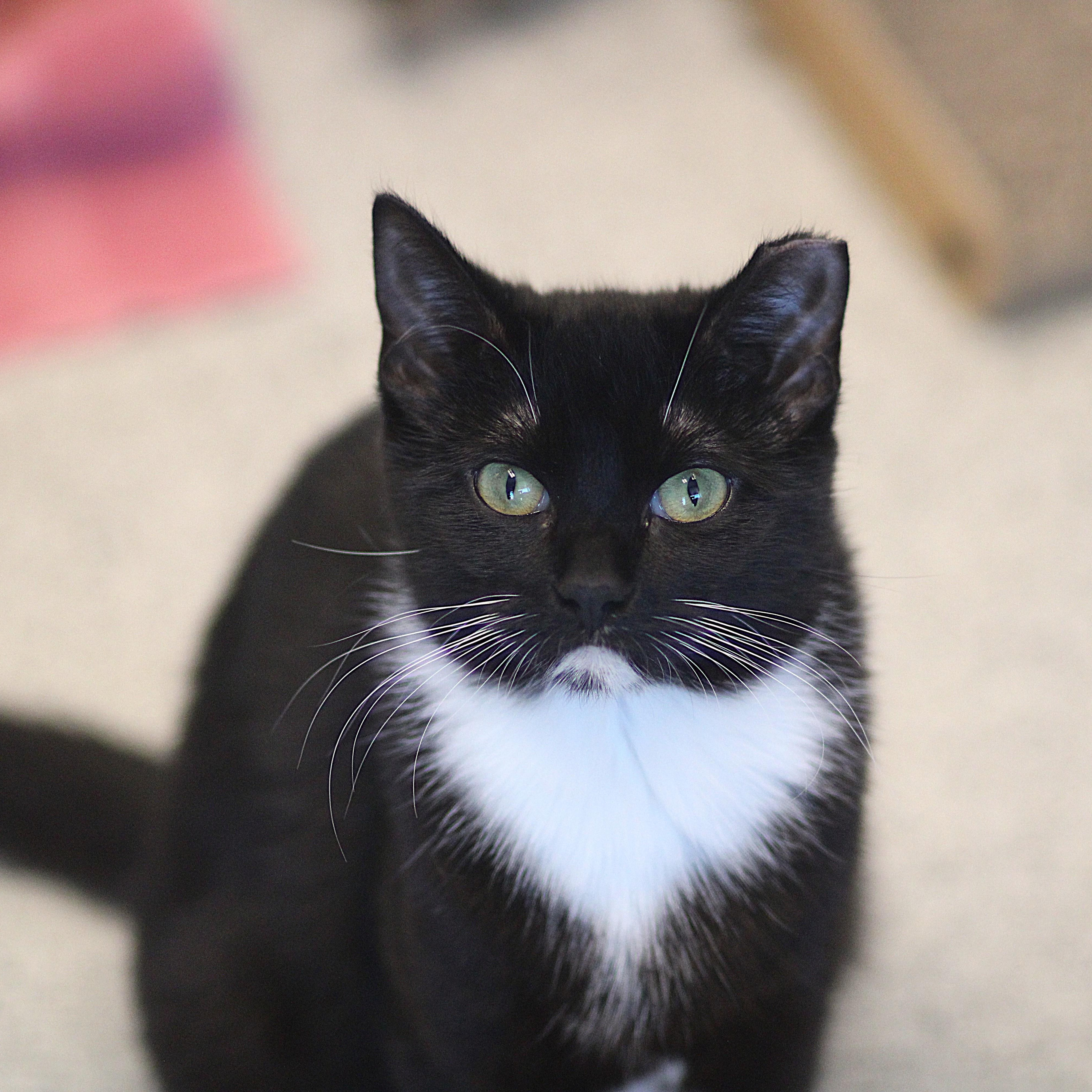 Amelia, ADOPTABLE, Young Female Domestic Short Hair.