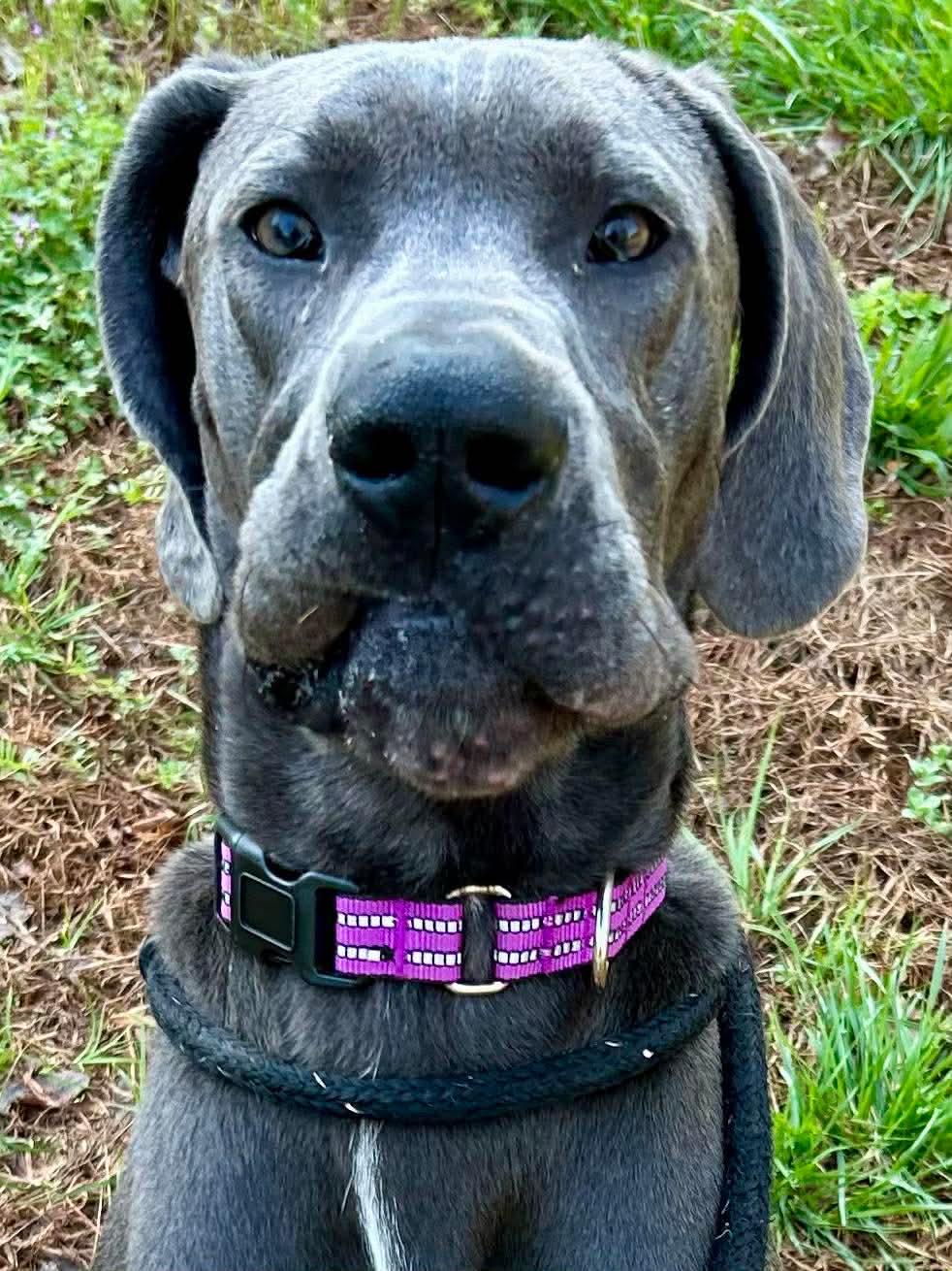 Enlarge Brutus, a ADOPTABLE Great Dane in Salisbury, NC image 1/4
