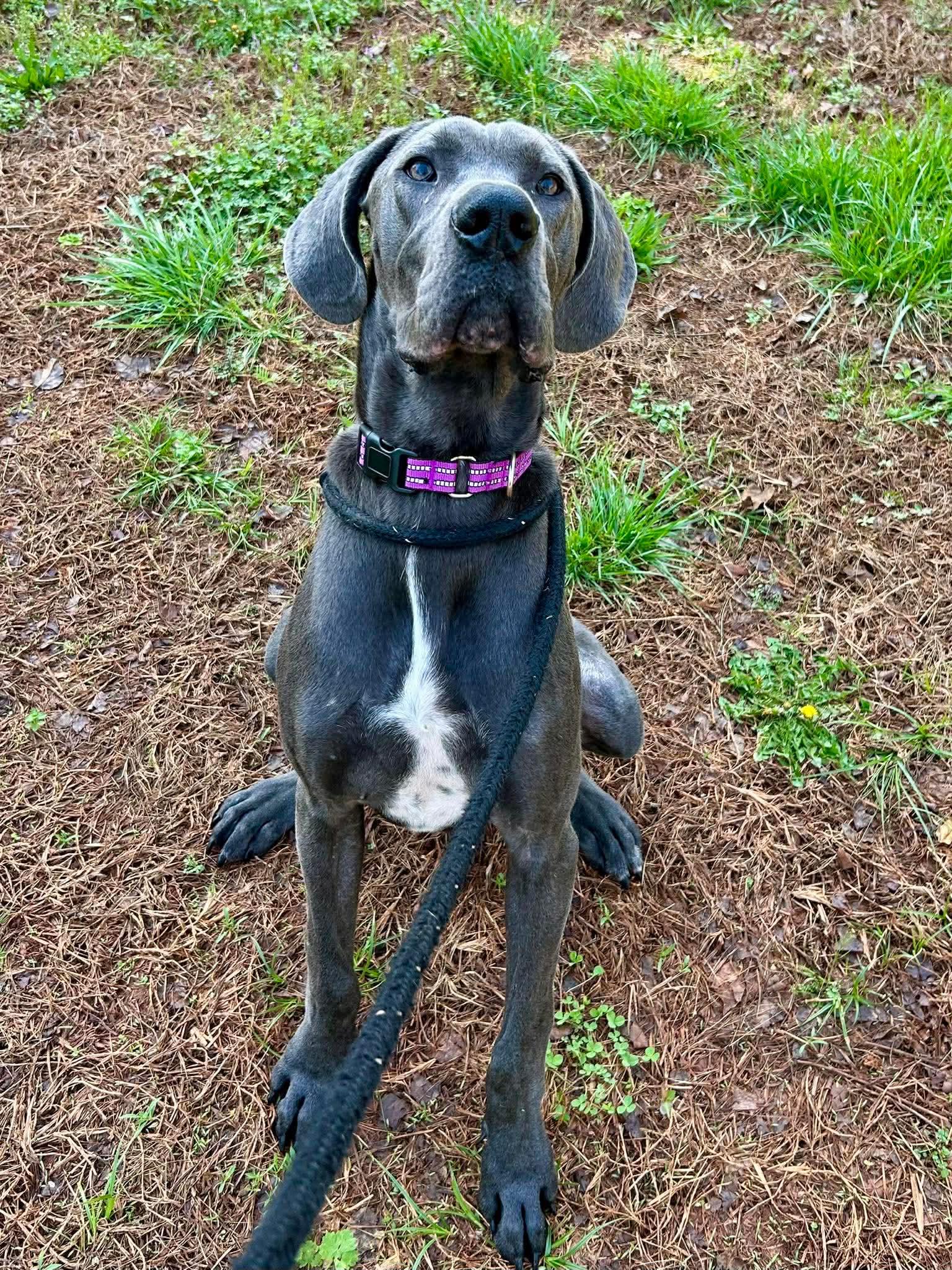 Enlarge Brutus, a ADOPTABLE Great Dane in Salisbury, NC image 4/4