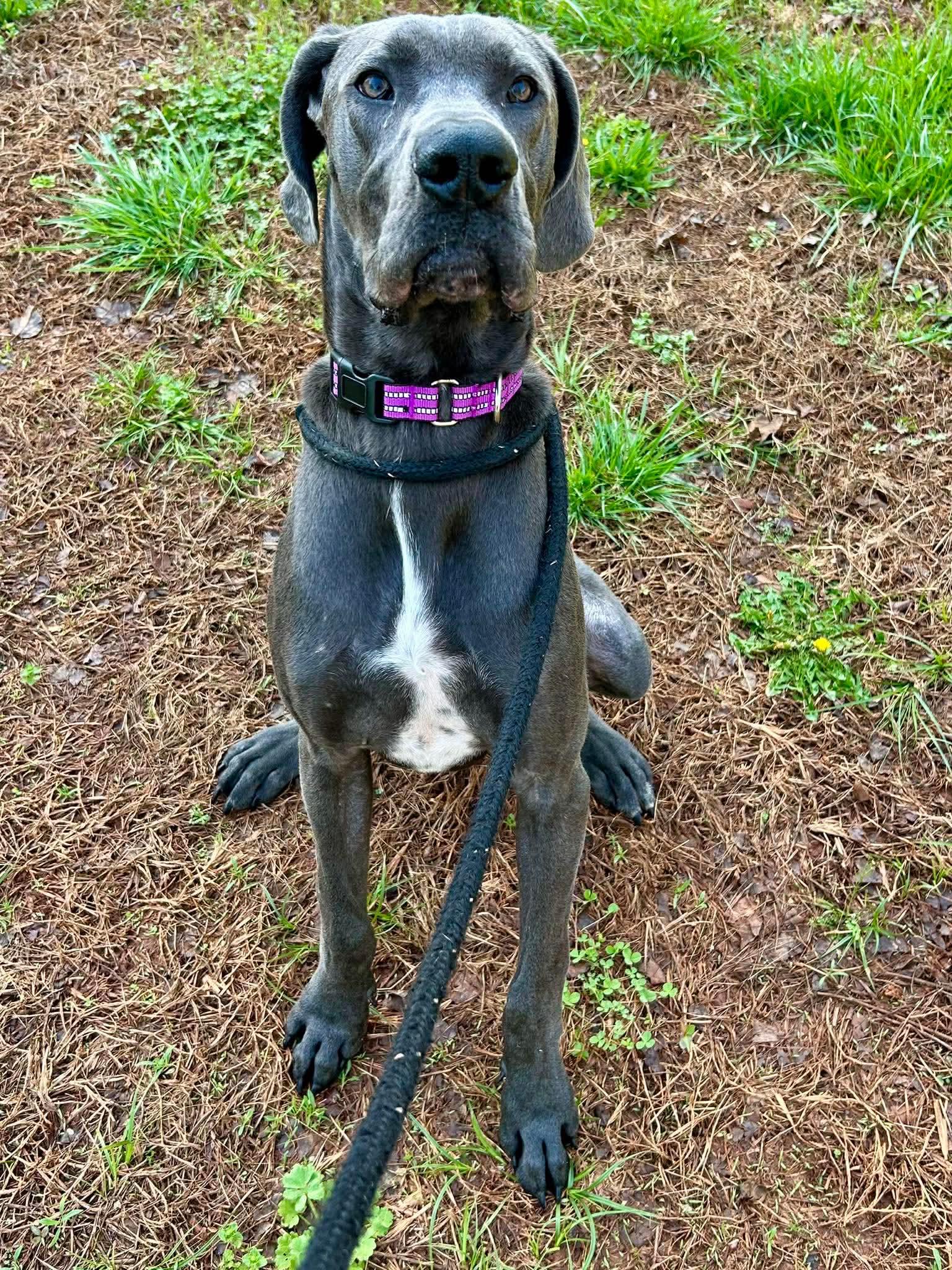 Enlarge Brutus, a ADOPTABLE Great Dane in Salisbury, NC image 2/4