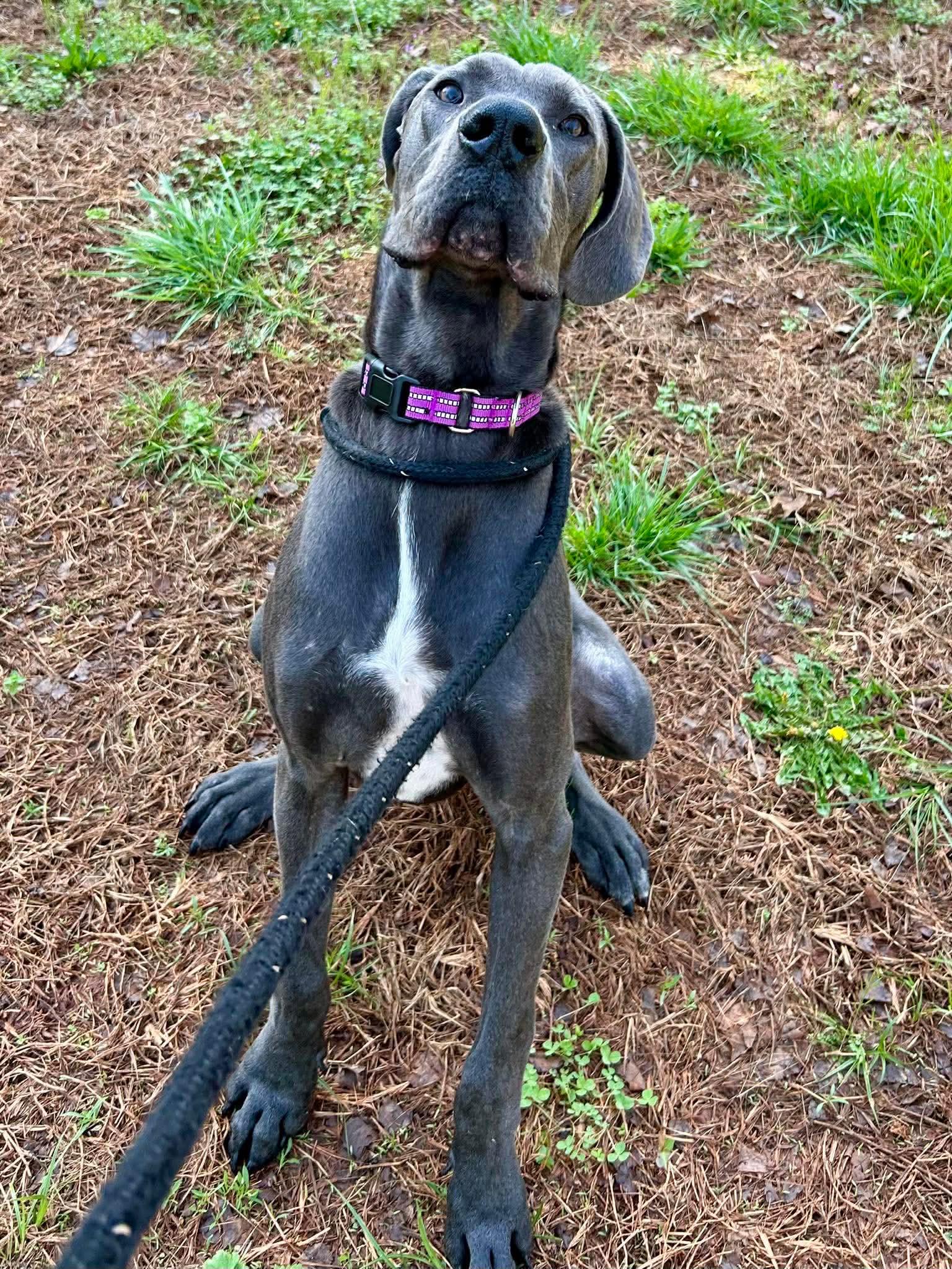 Enlarge Brutus, a ADOPTABLE Great Dane in Salisbury, NC image 3/4
