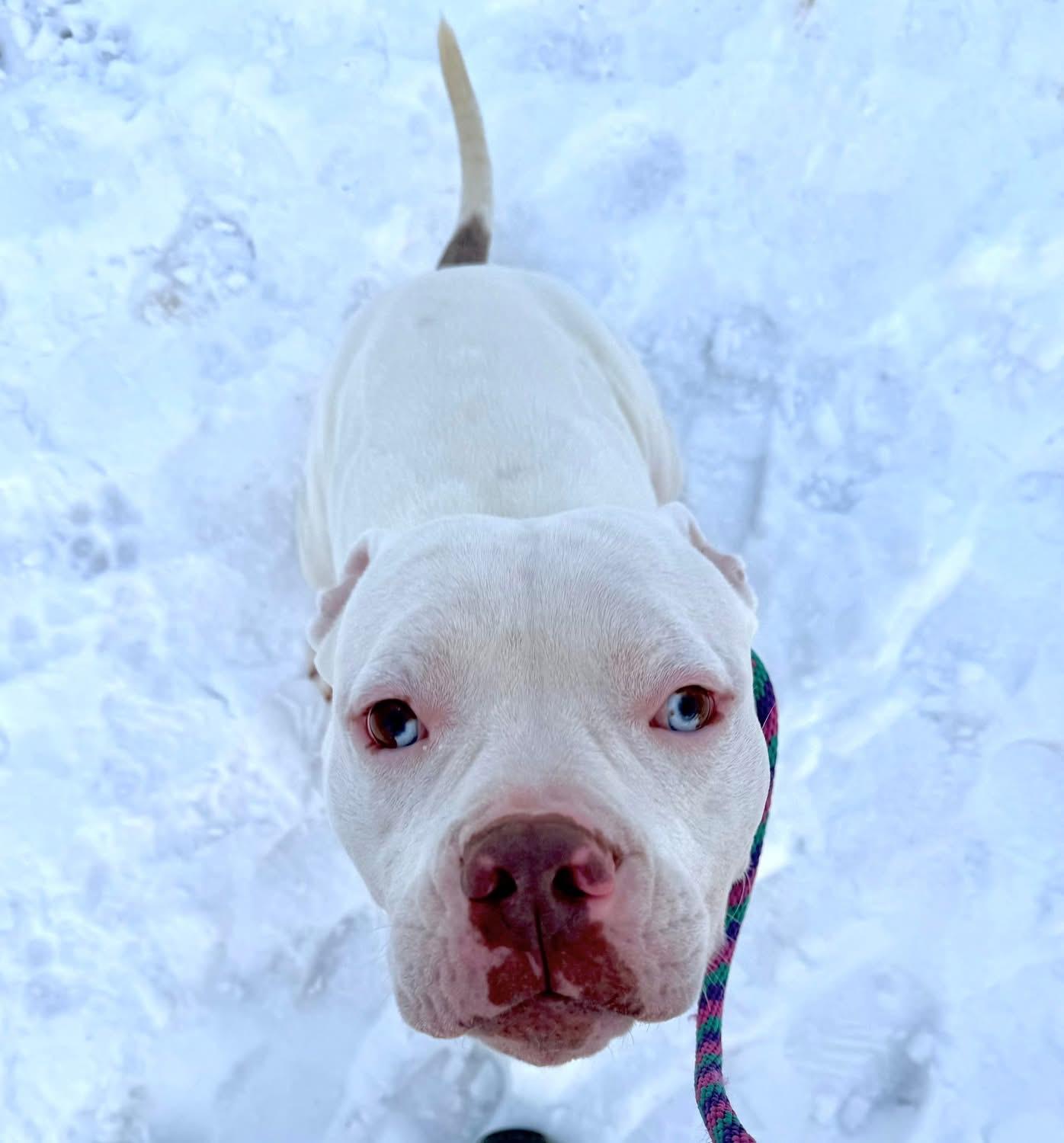 Enlarge Humble Bumble, a ADOPTABLE mixed breed in Mechanicsburg, PA image 3/4