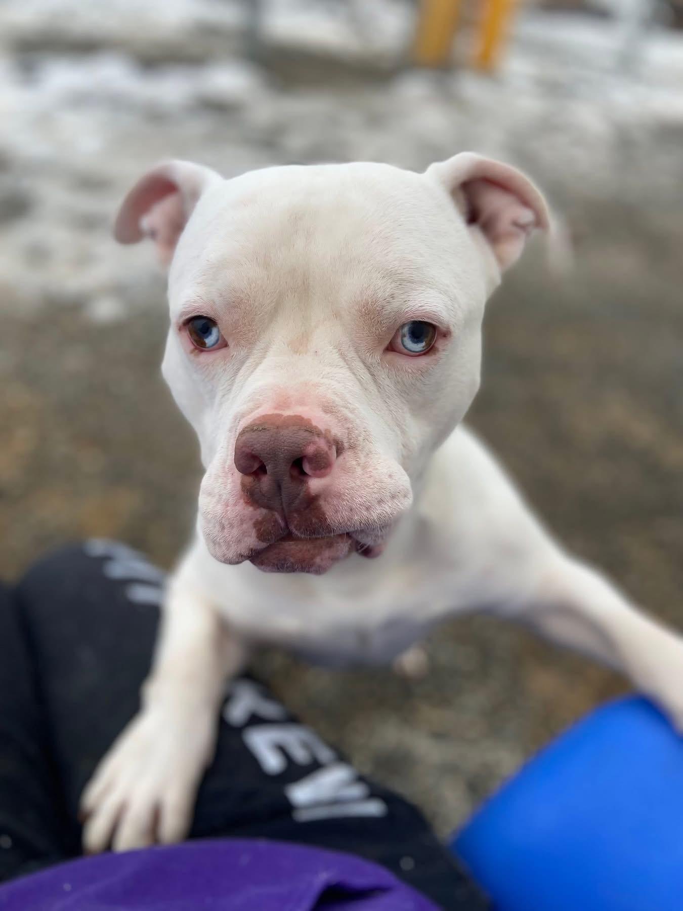 Enlarge Humble Bumble, a ADOPTABLE mixed breed in Mechanicsburg, PA image 2/4