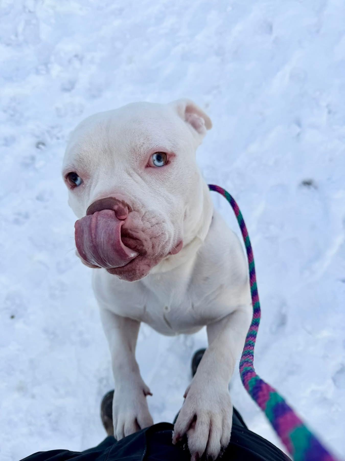 Enlarge Humble Bumble, a ADOPTABLE mixed breed in Mechanicsburg, PA image 1/4